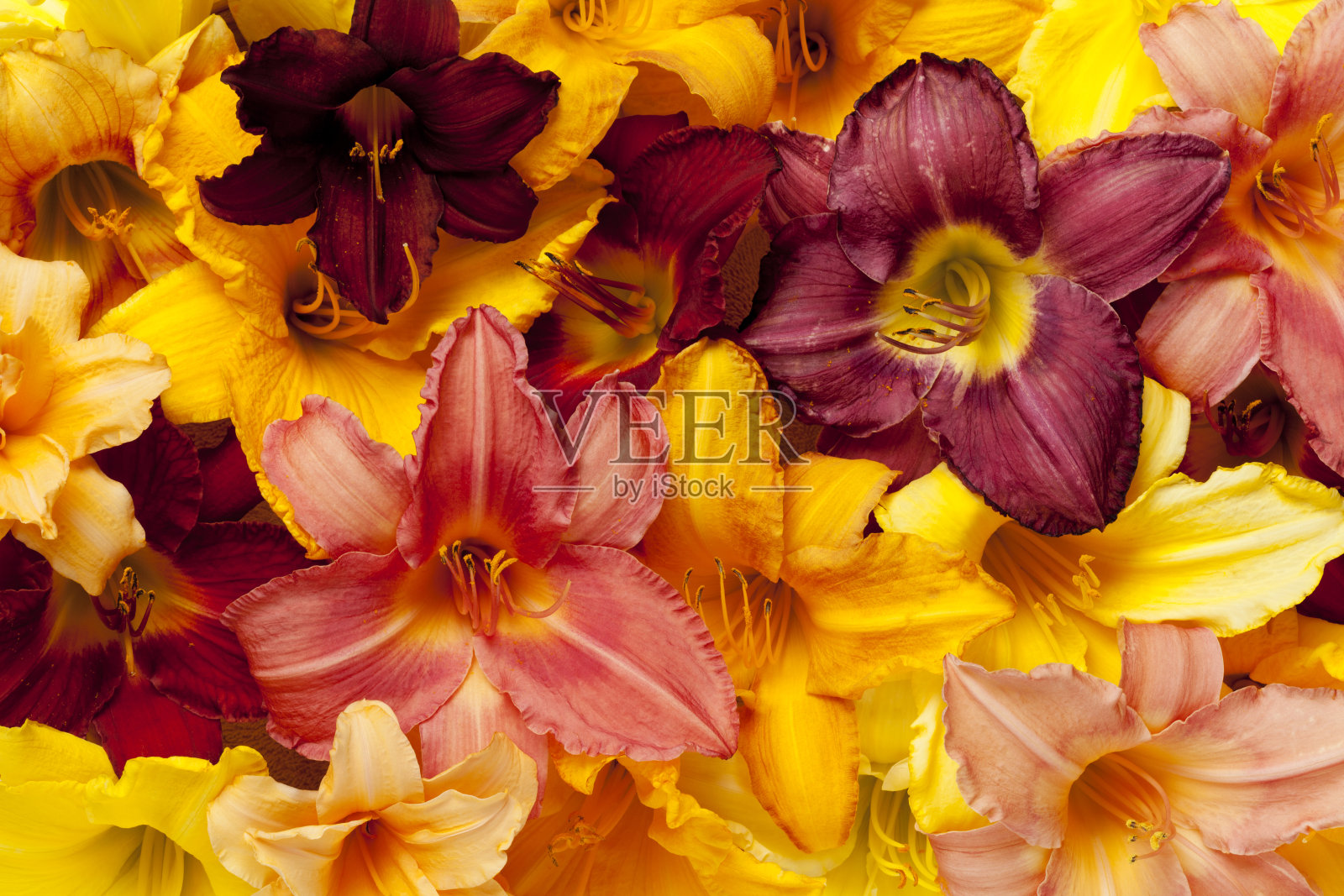 萱草花，萱草花盛开，完整的框架，背景照片摄影图片