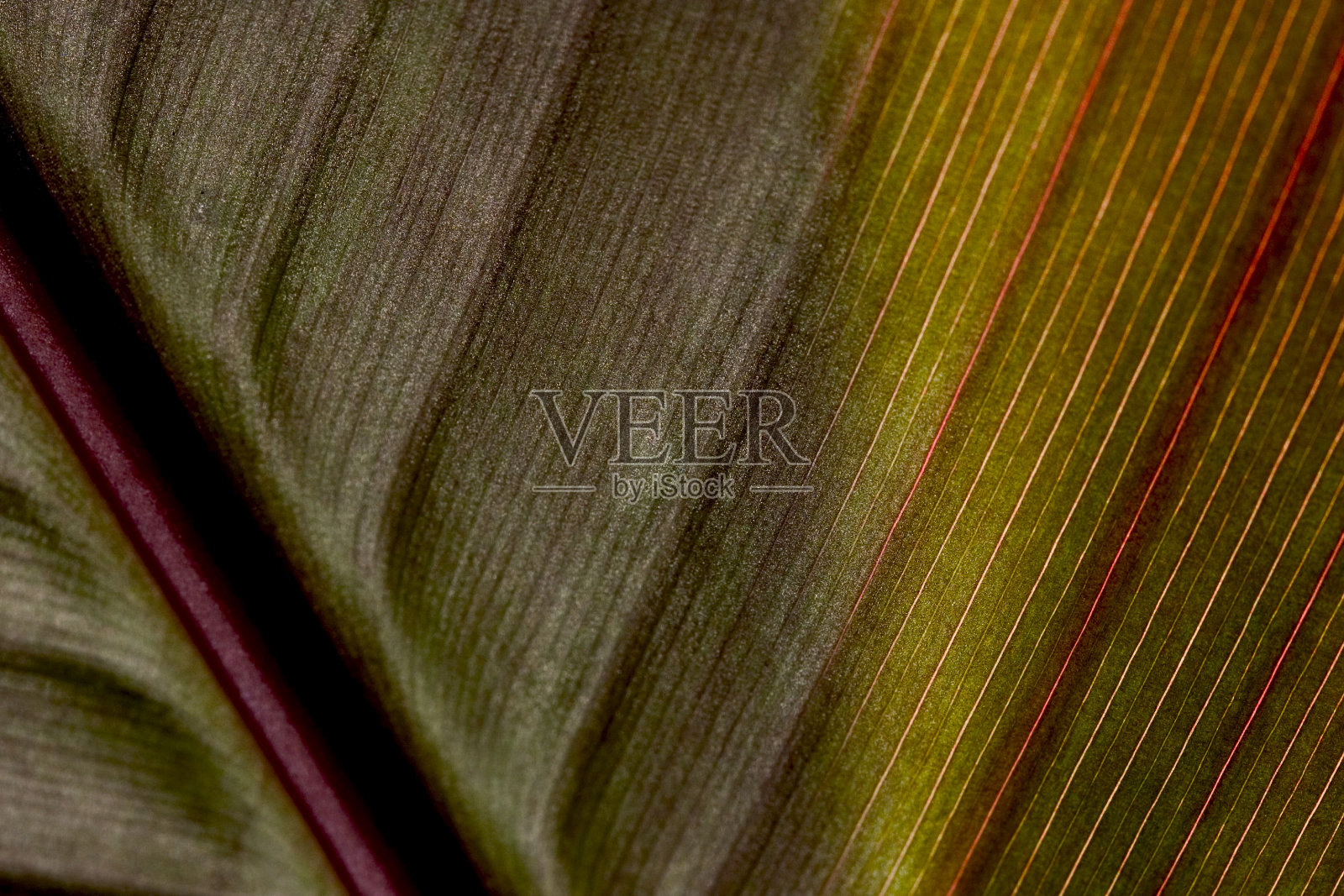 打开一片叶子照片摄影图片