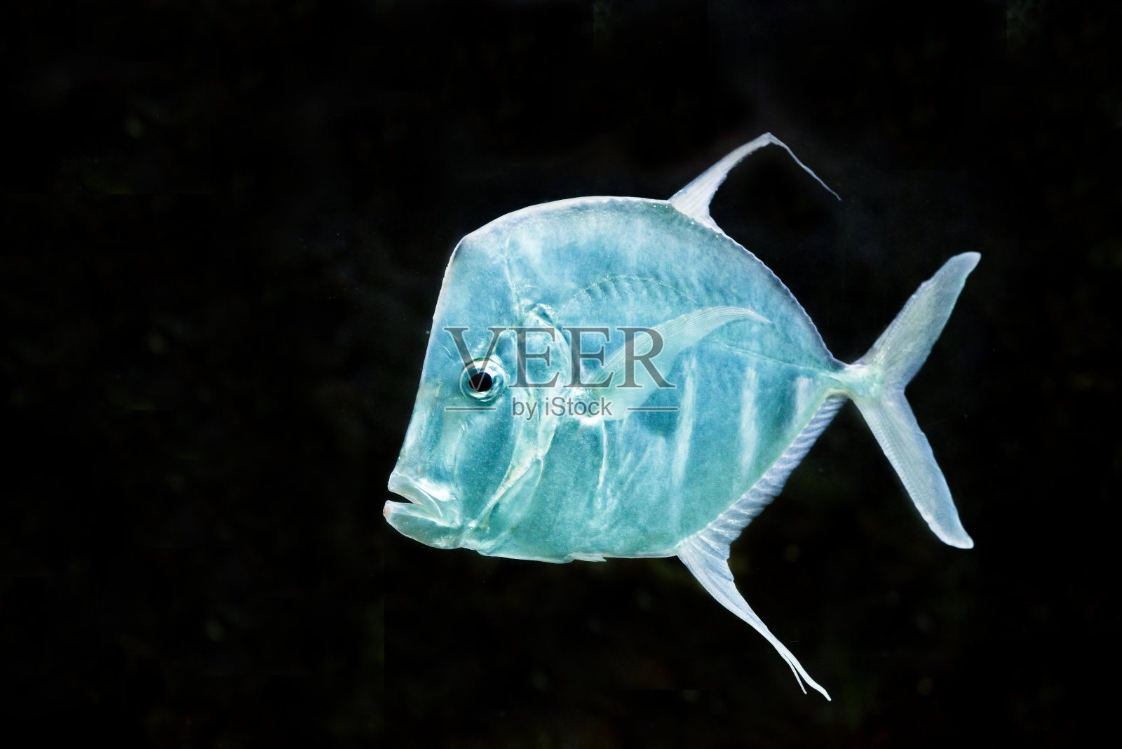 银月鱼，Lookdowns-Selene vomer照片摄影图片