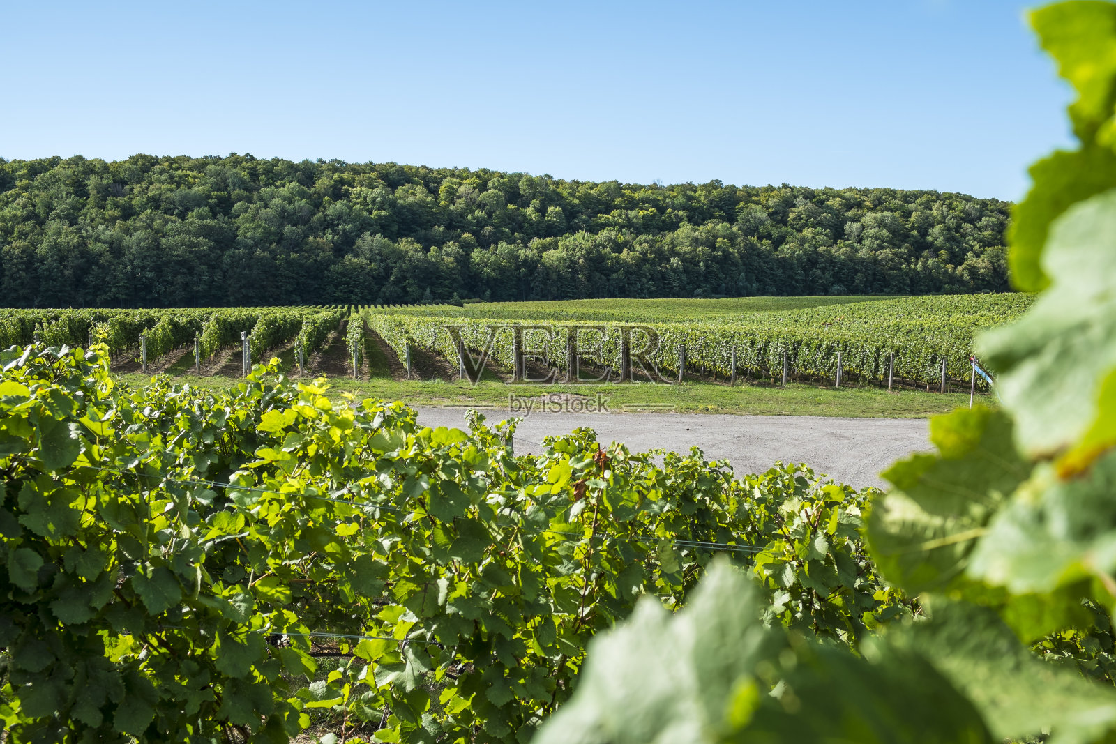 葡萄园景观照片摄影图片