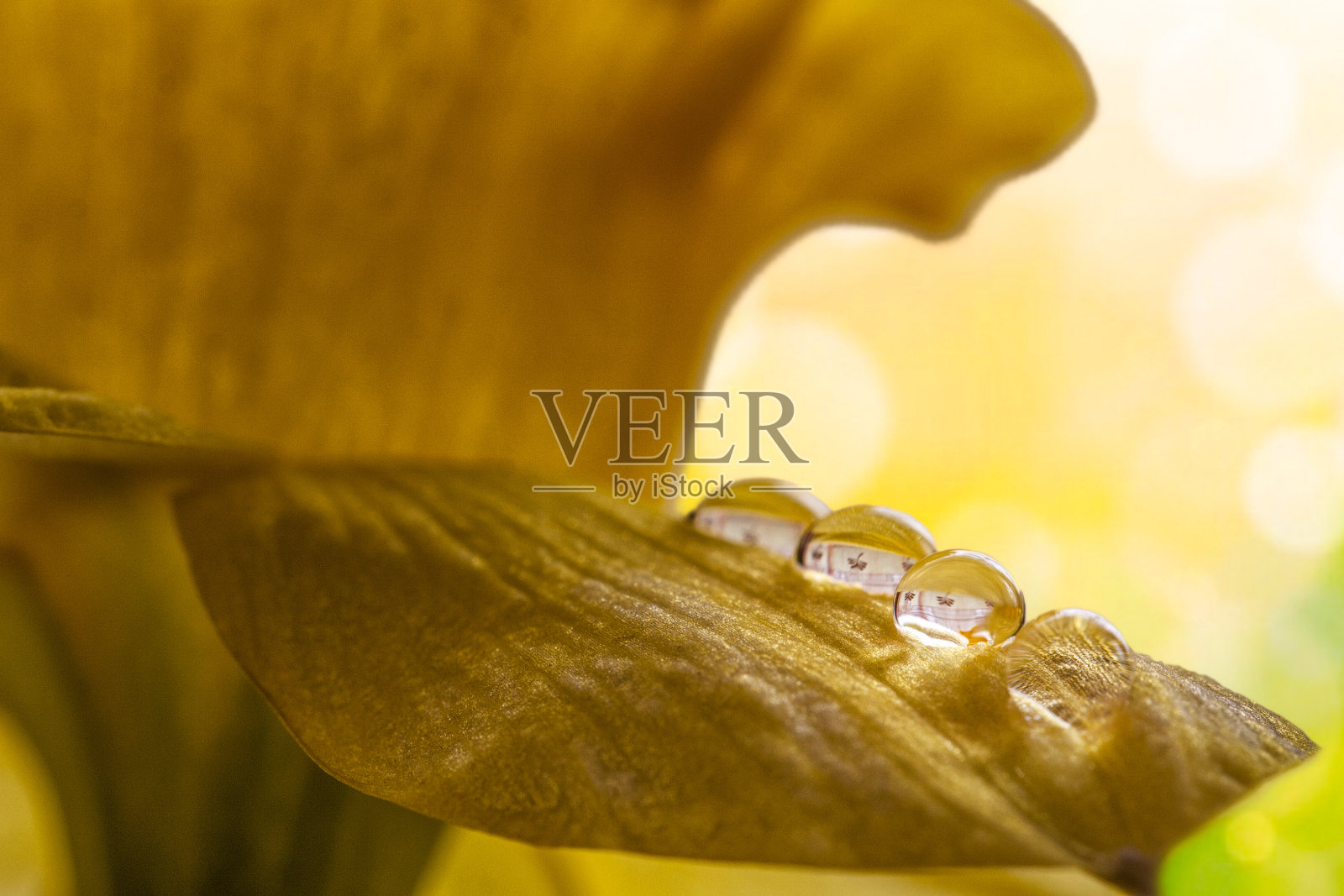 收集黄色的水仙花照片摄影图片