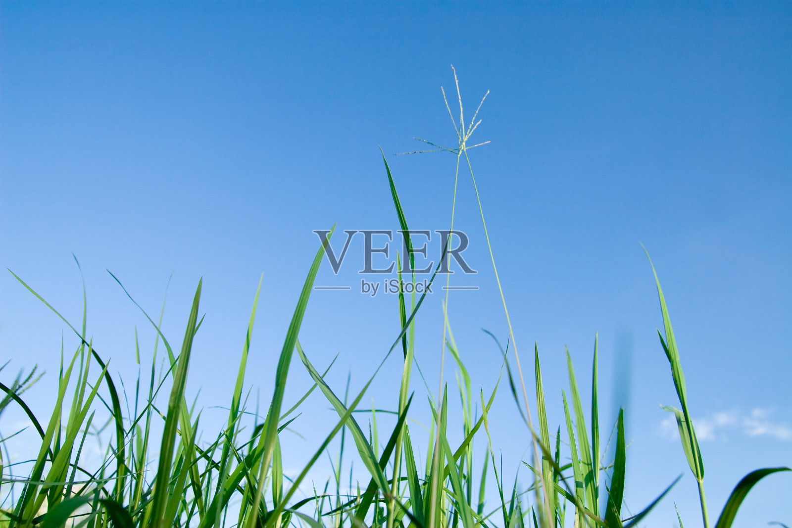 绿草蓝天照片摄影图片