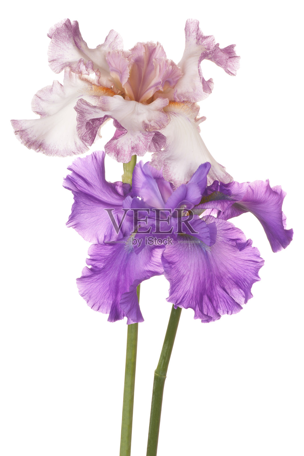 虹膜照片摄影图片