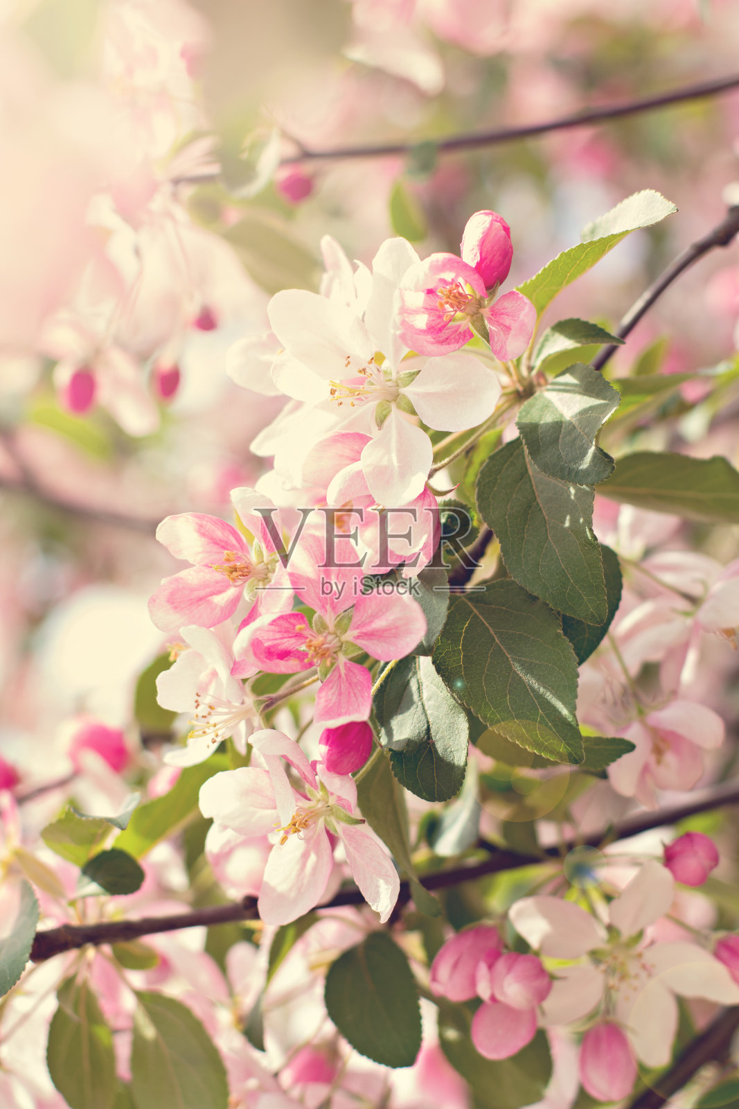 在阳光下，樱花在树枝上绽放。吨的照片照片摄影图片