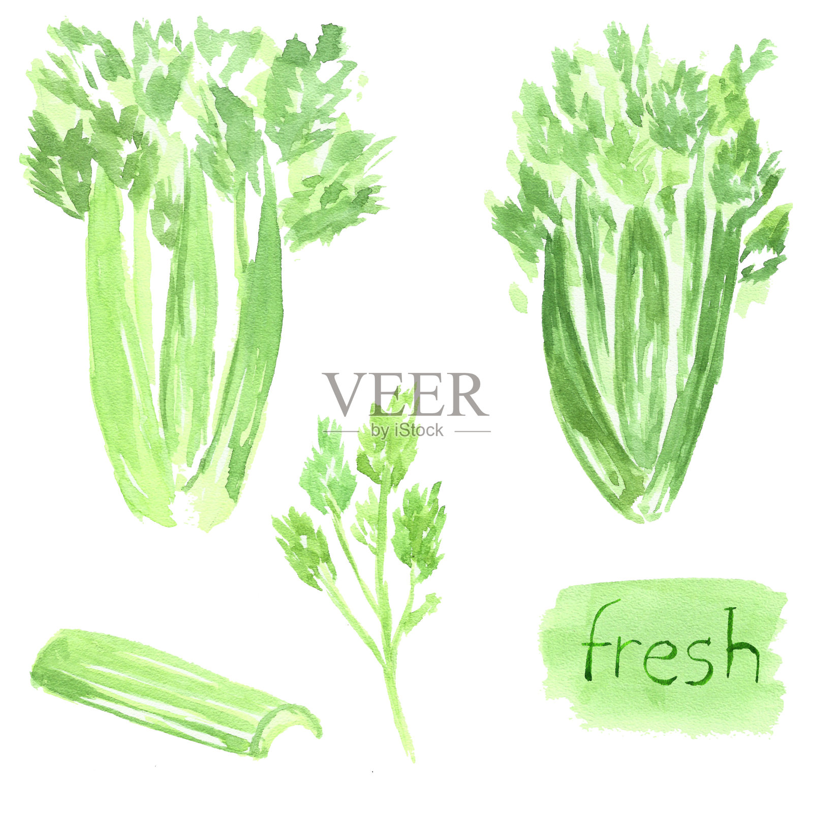 芹菜。水彩的食物。蔬菜插画图片素材