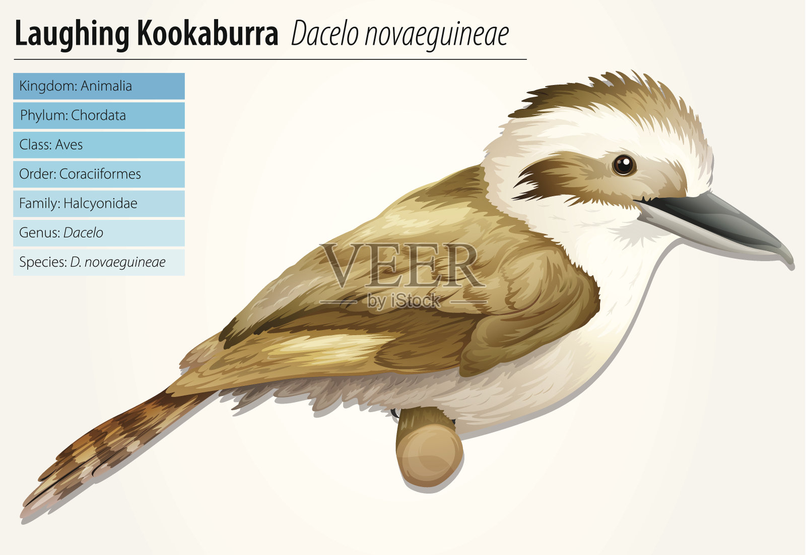 笑翠鸟笑插画图片素材