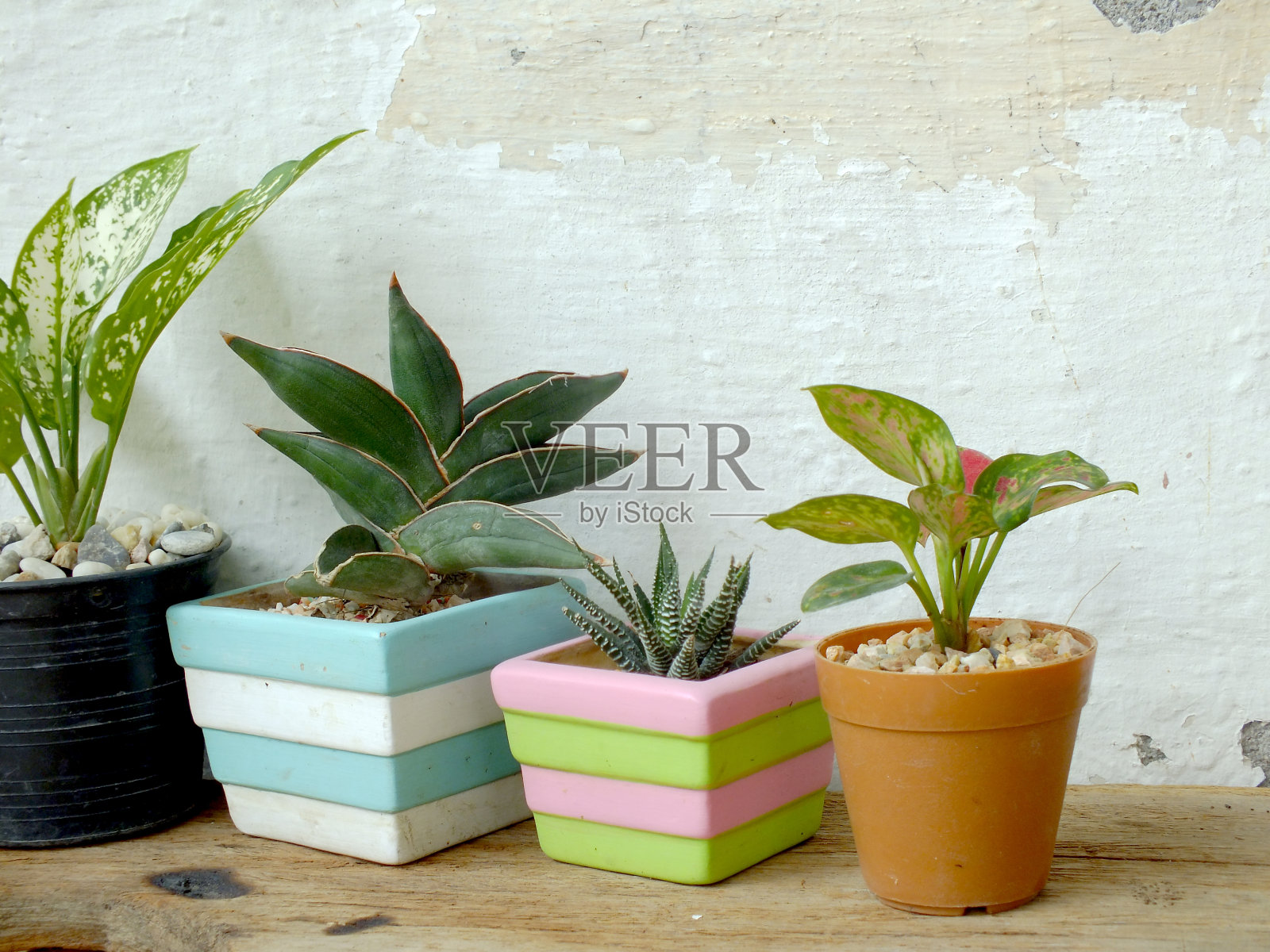 木质背景纹理上的静物自然室内植物照片摄影图片