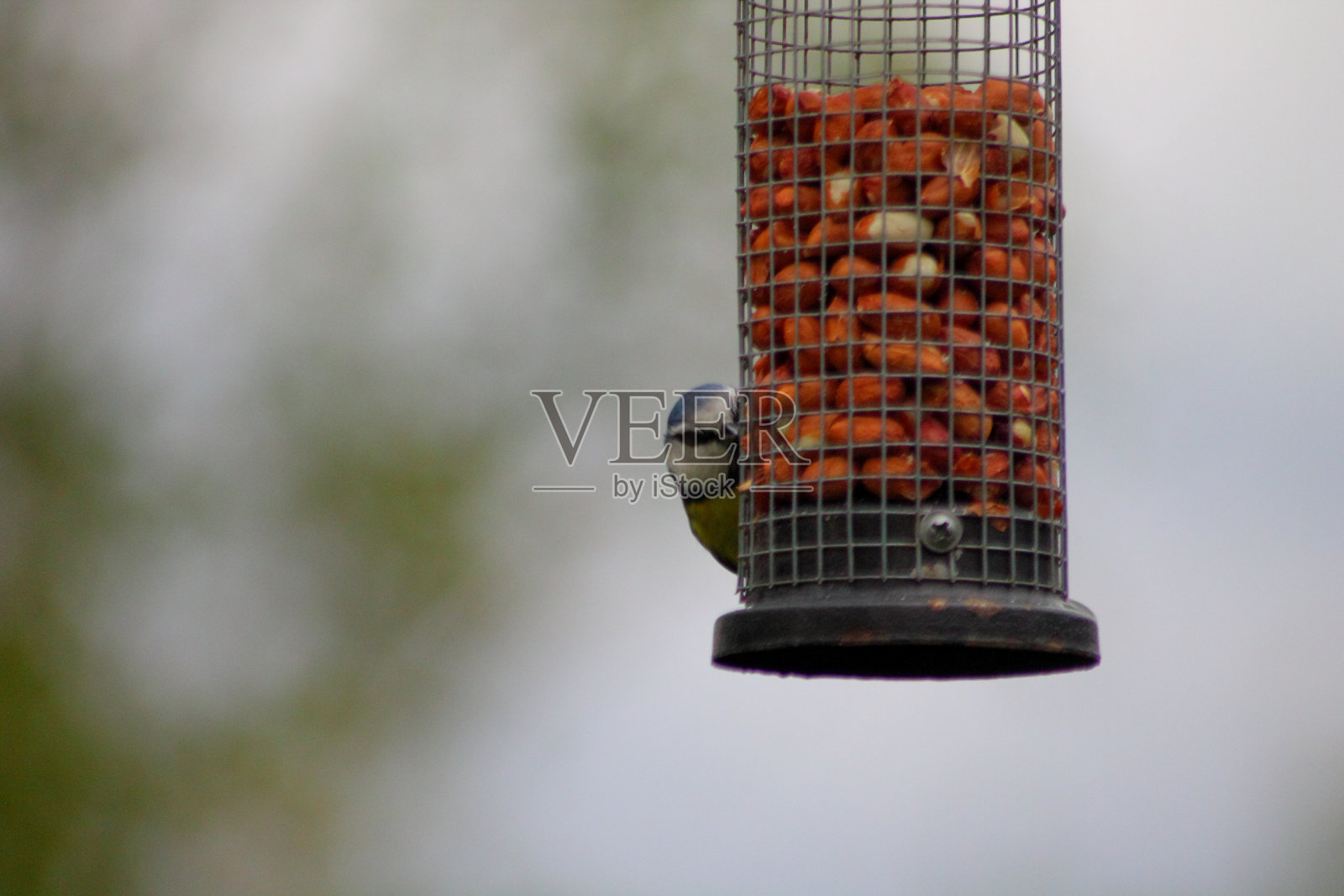 Peek-a-blue乳头照片摄影图片