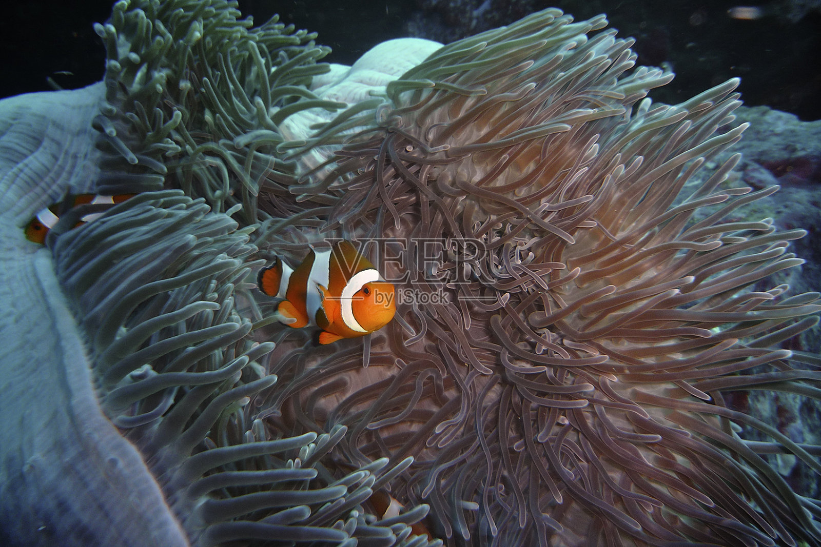 小丑鱼在家里照片摄影图片