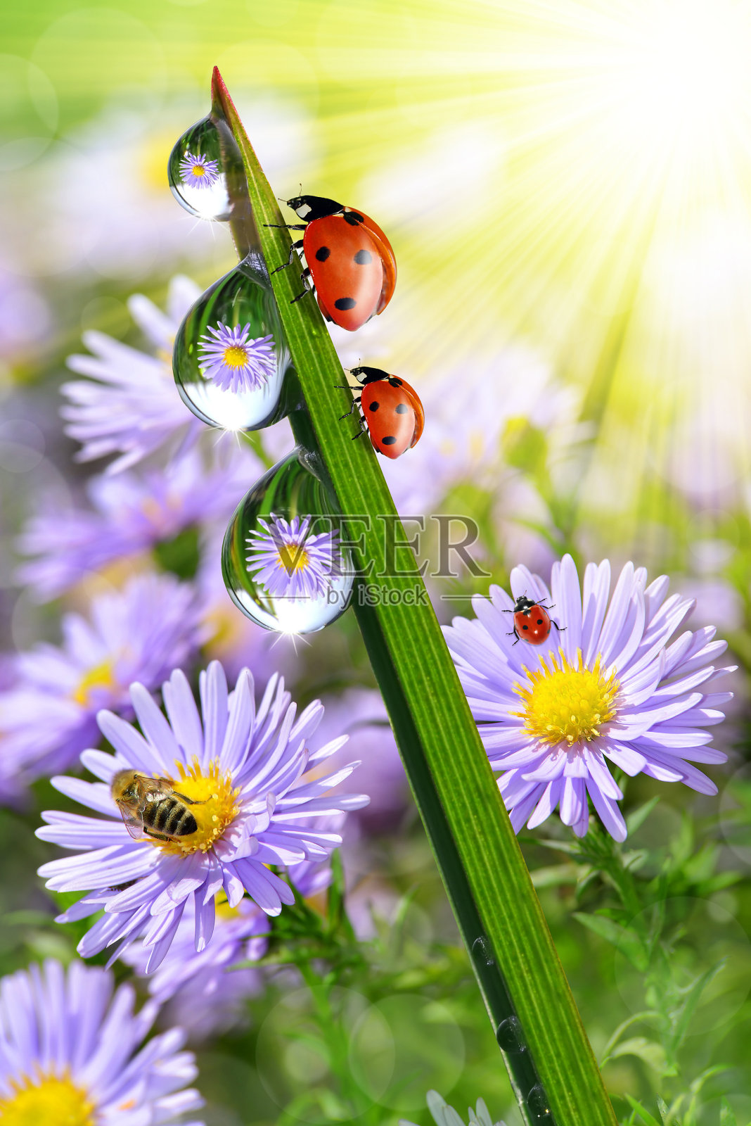 露水和瓢虫照片摄影图片
