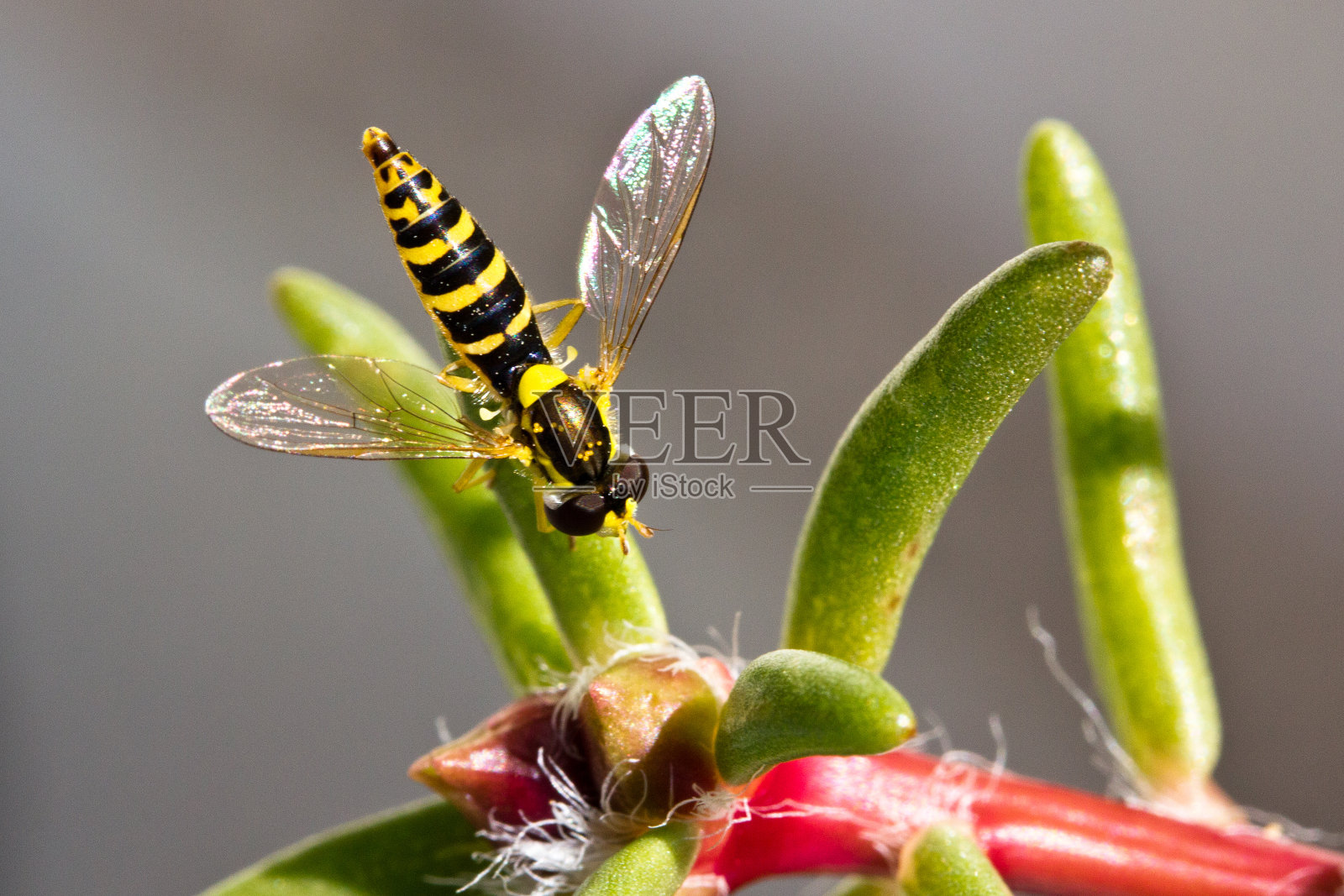 食蚜蝇在花上采集花粉照片摄影图片
