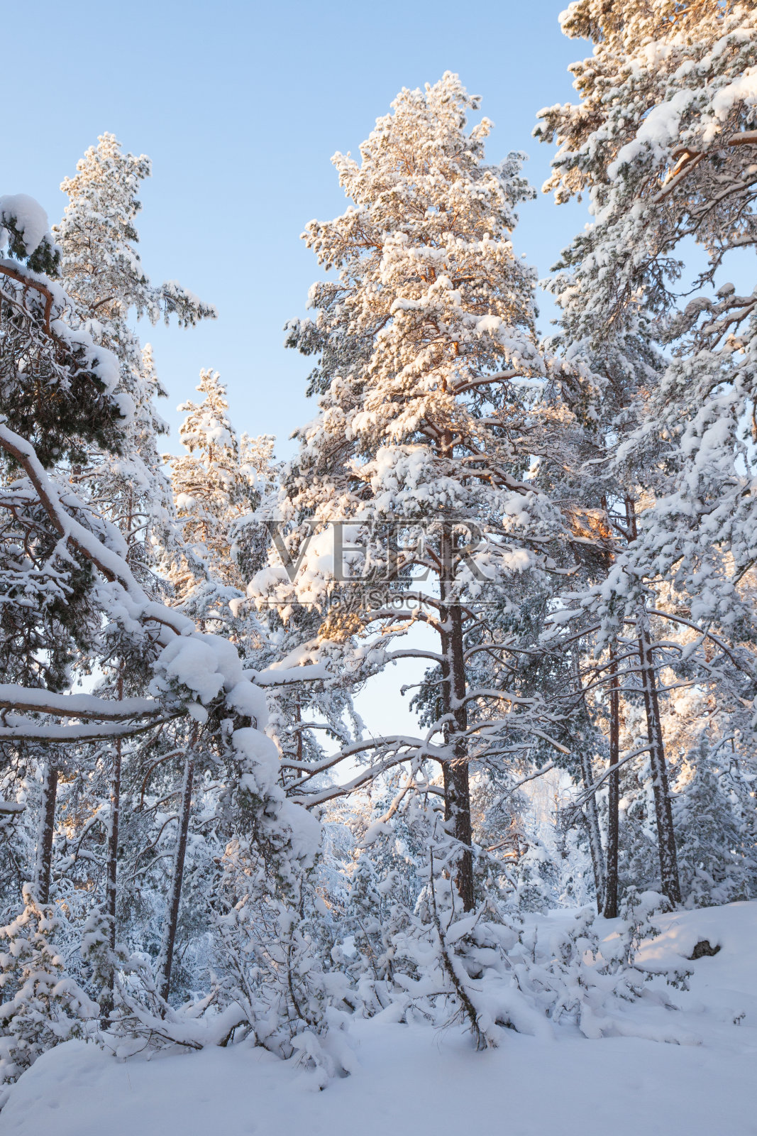 白雪覆盖的森林和温暖的阳光照片摄影图片