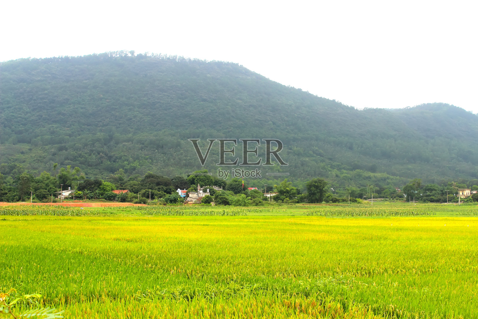 稻田照片摄影图片