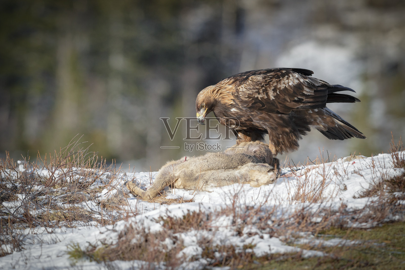 金鹰照片摄影图片