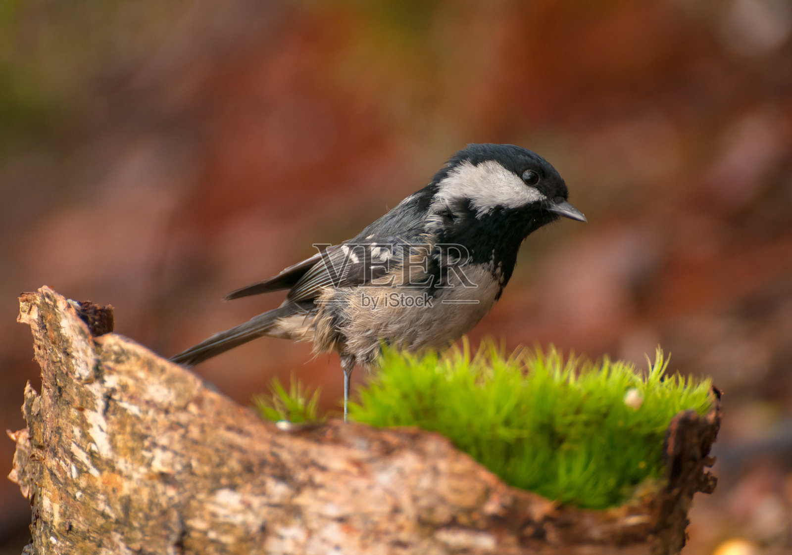 煤炭乳头照片摄影图片