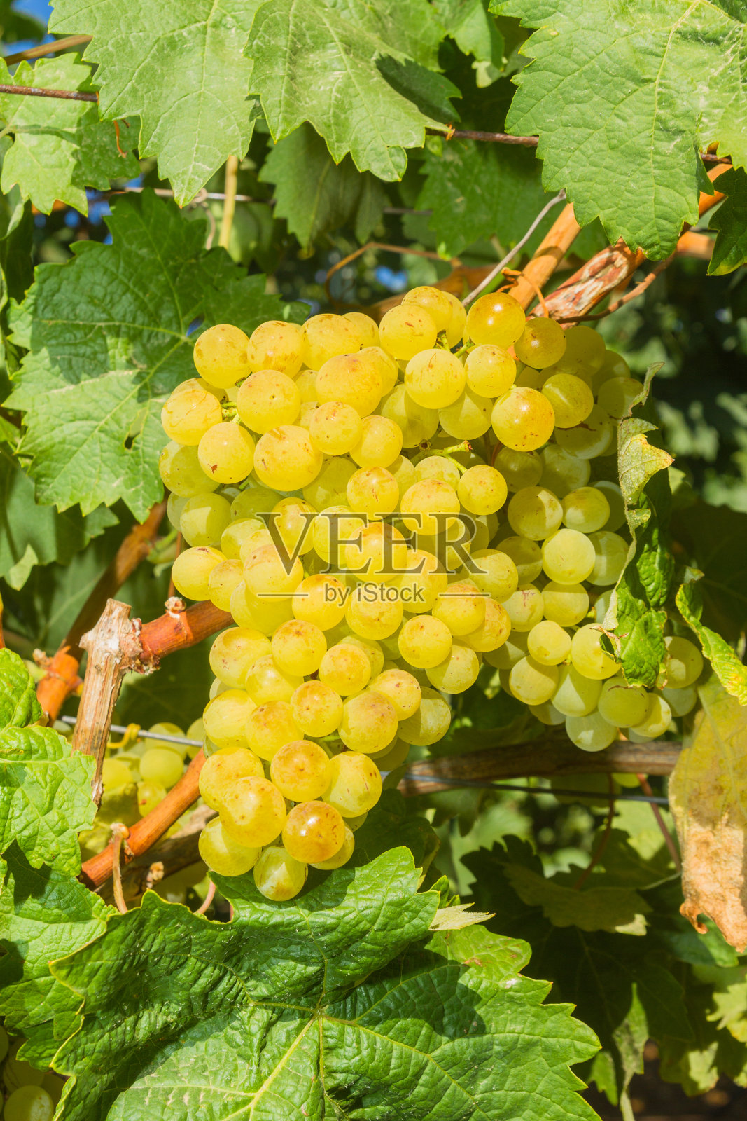 葡萄藤与多汁的成熟白葡萄照片摄影图片