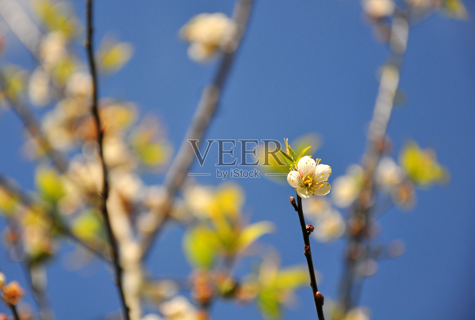 以自然为背景的梅花特写。照片摄影图片