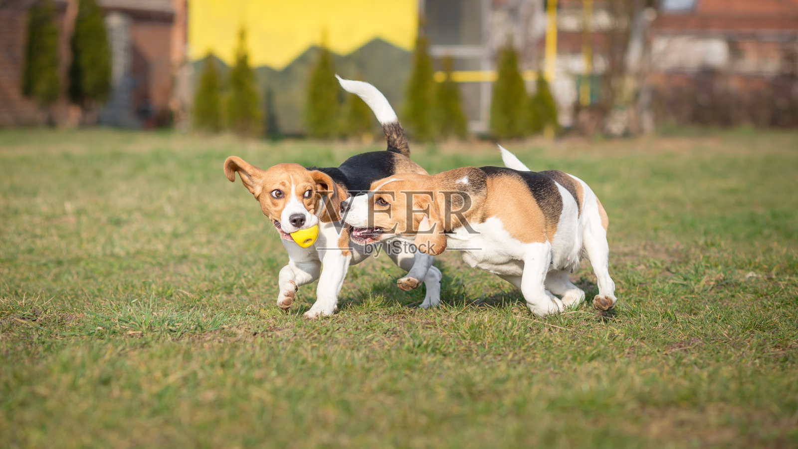 两只比格尔犬带着球照片摄影图片