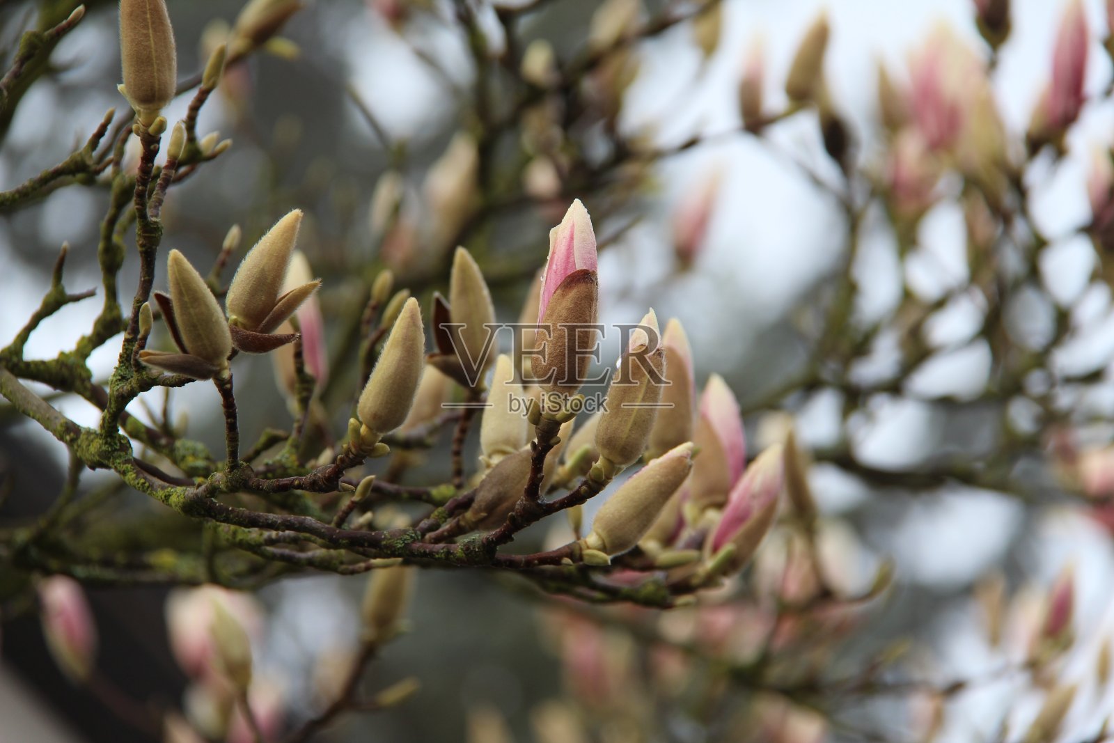 木兰照片摄影图片