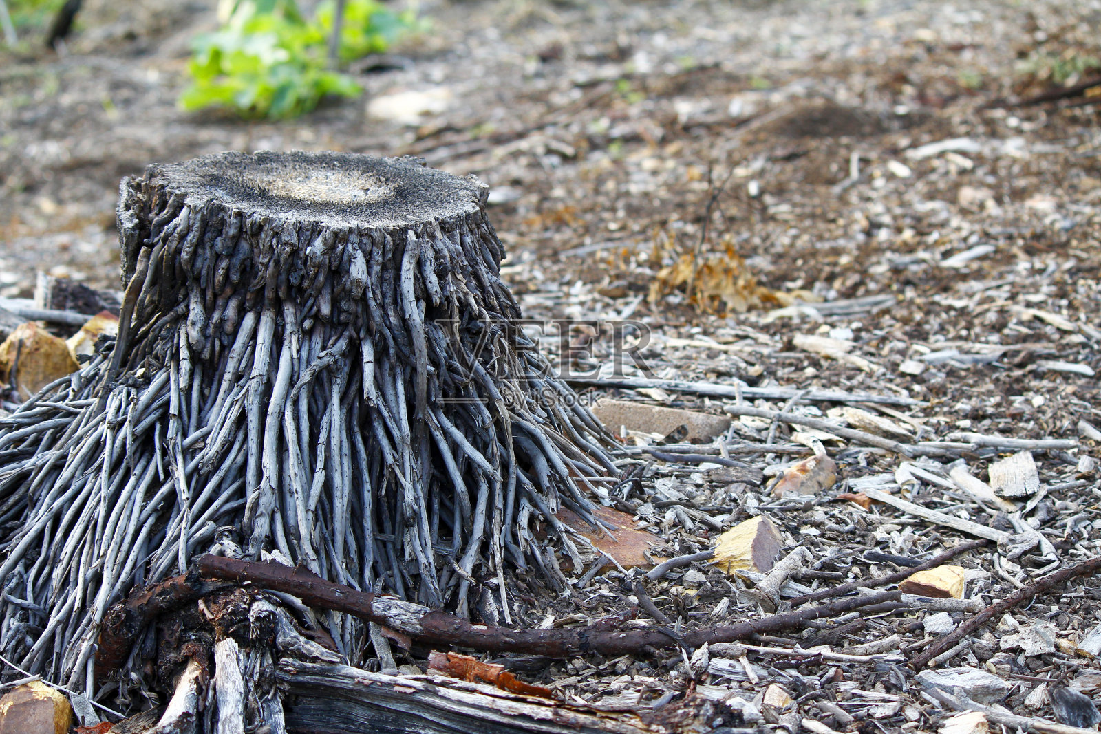 削减树干照片摄影图片
