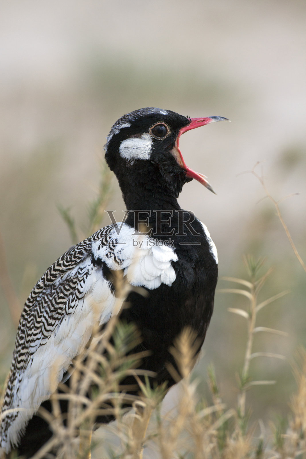 加盖特拉普，非洲黑鸨照片摄影图片