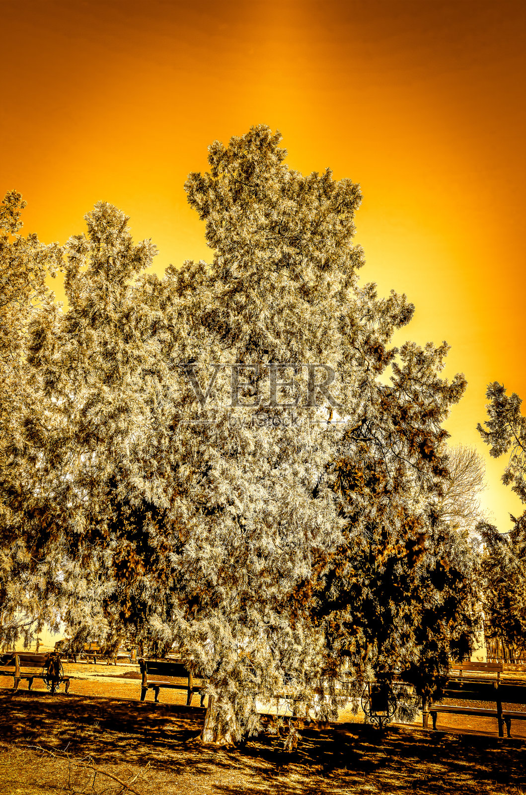 金色树叶的树照片摄影图片