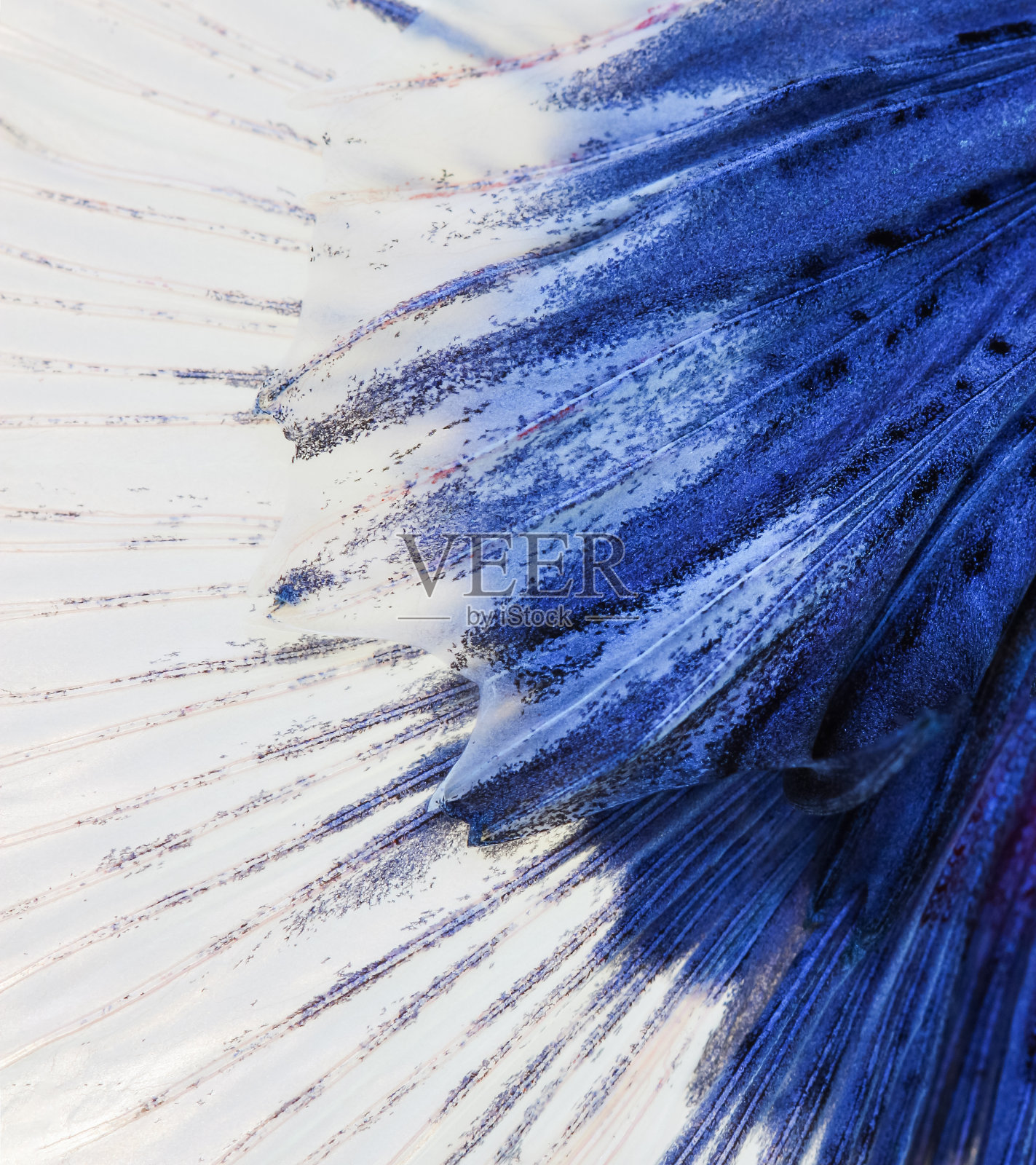 尾巴暹罗斗鱼的质地照片摄影图片