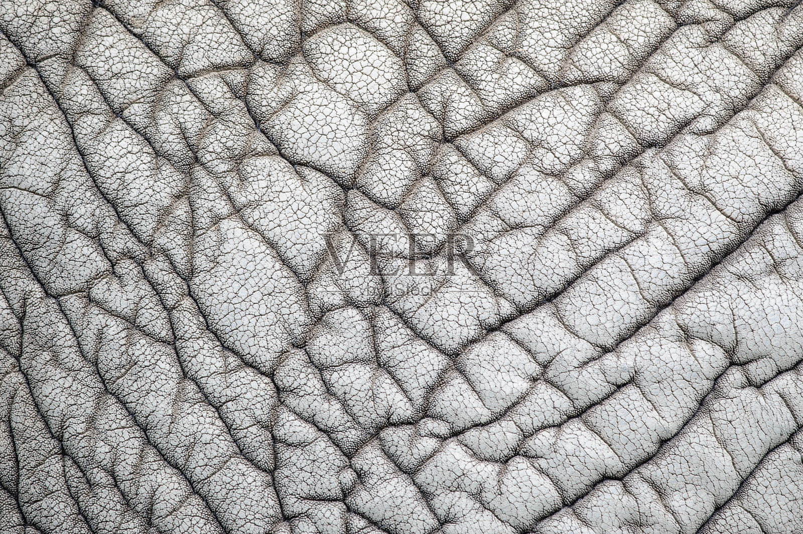 大象皮肤自然图案照片摄影图片