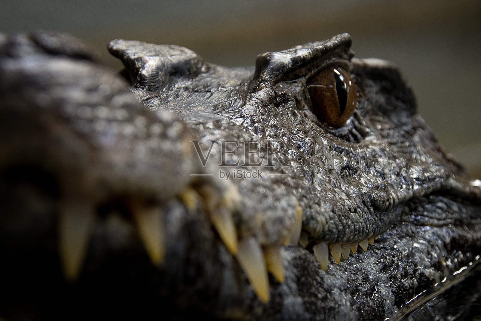 鳄鱼的眼睛照片摄影图片