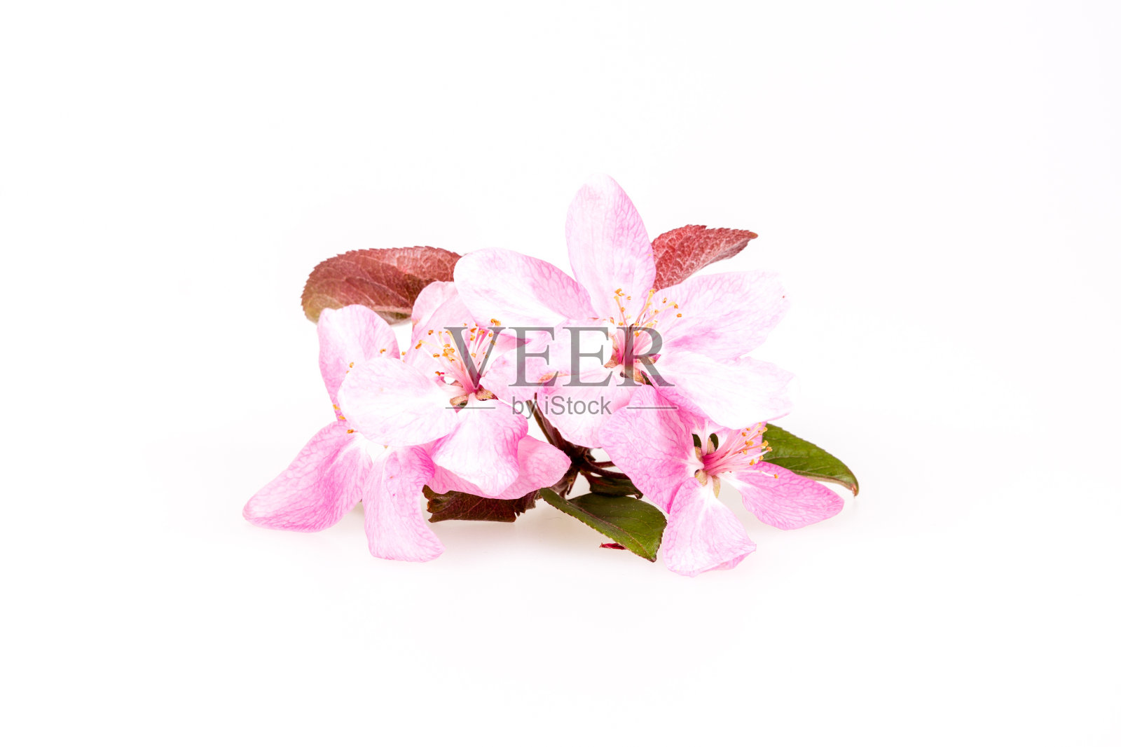 桃花儿照片摄影图片