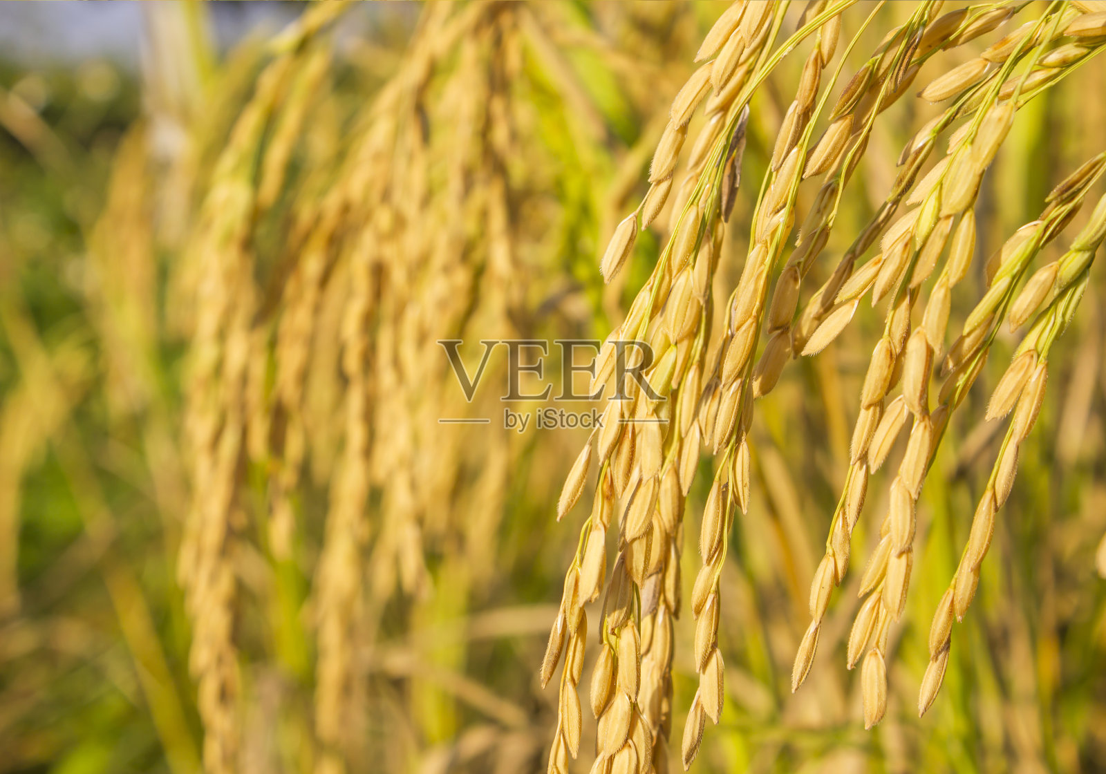 稻田照片摄影图片