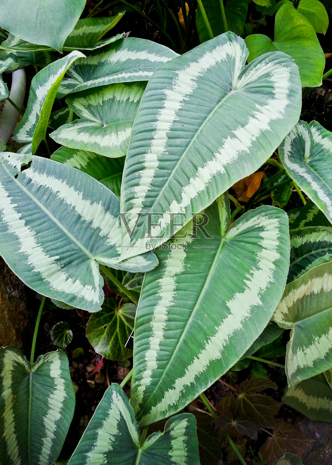 喜林芋照片摄影图片