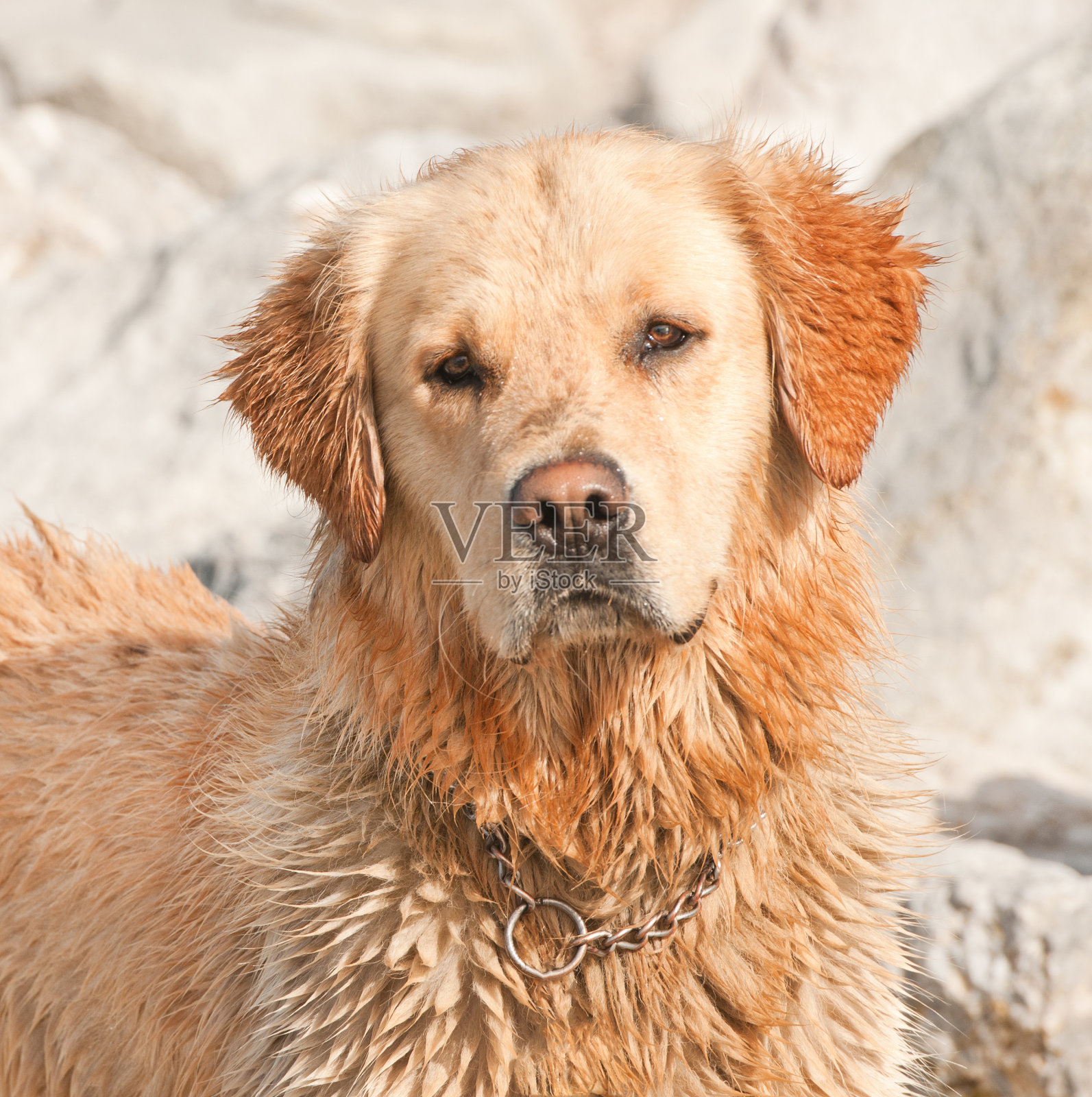 湿金毛寻回犬的肖像照片摄影图片