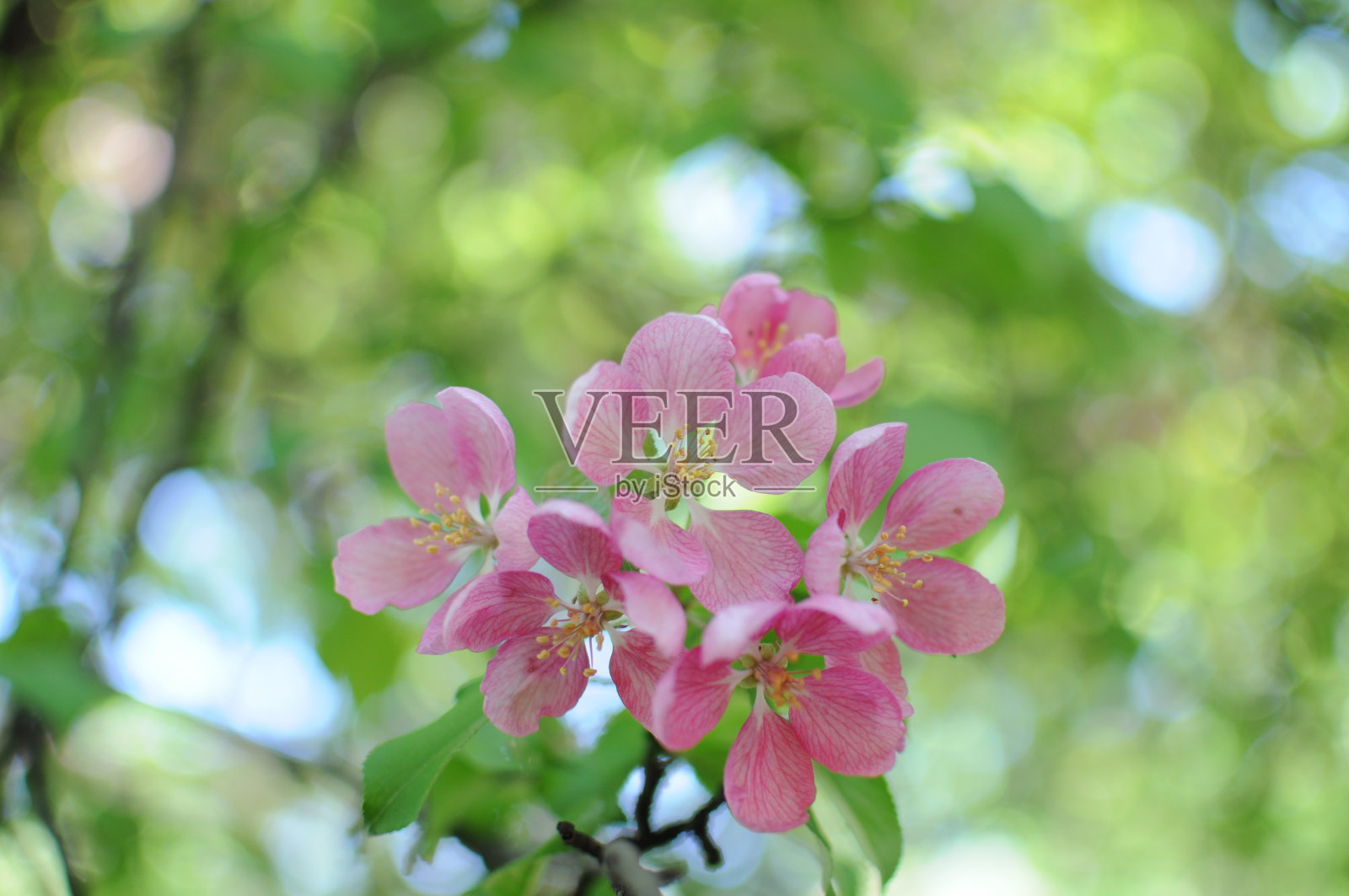 花照片摄影图片