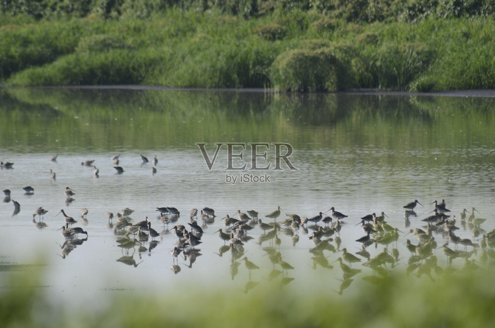 水鸟在湿地的位置照片摄影图片