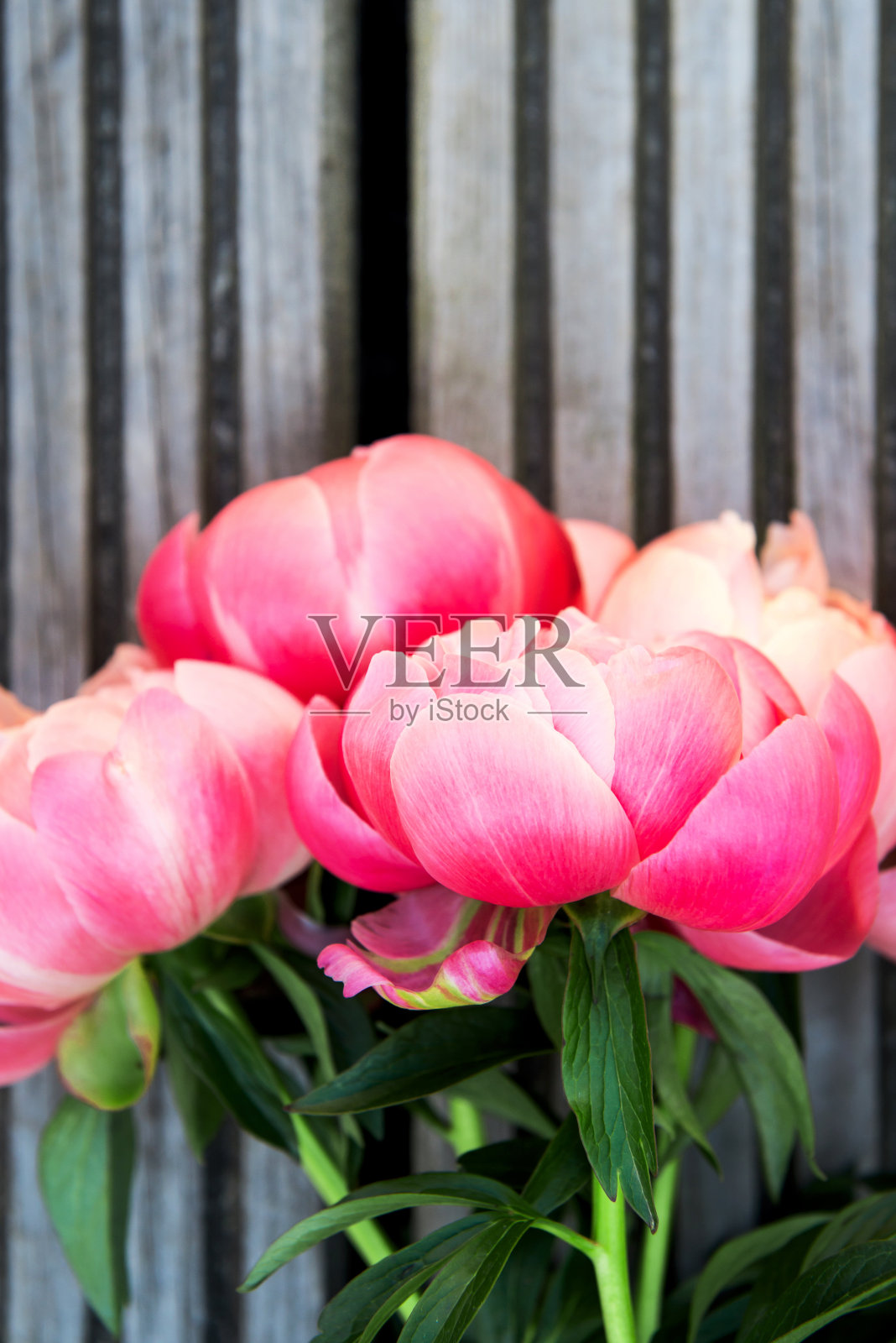 亮粉色的牡丹照片摄影图片