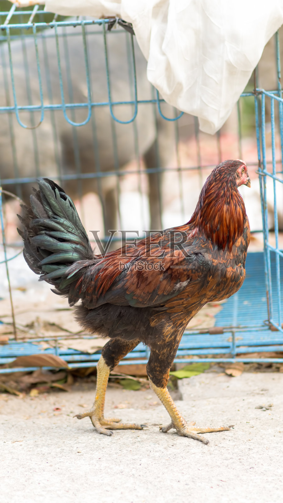 鸡照片摄影图片