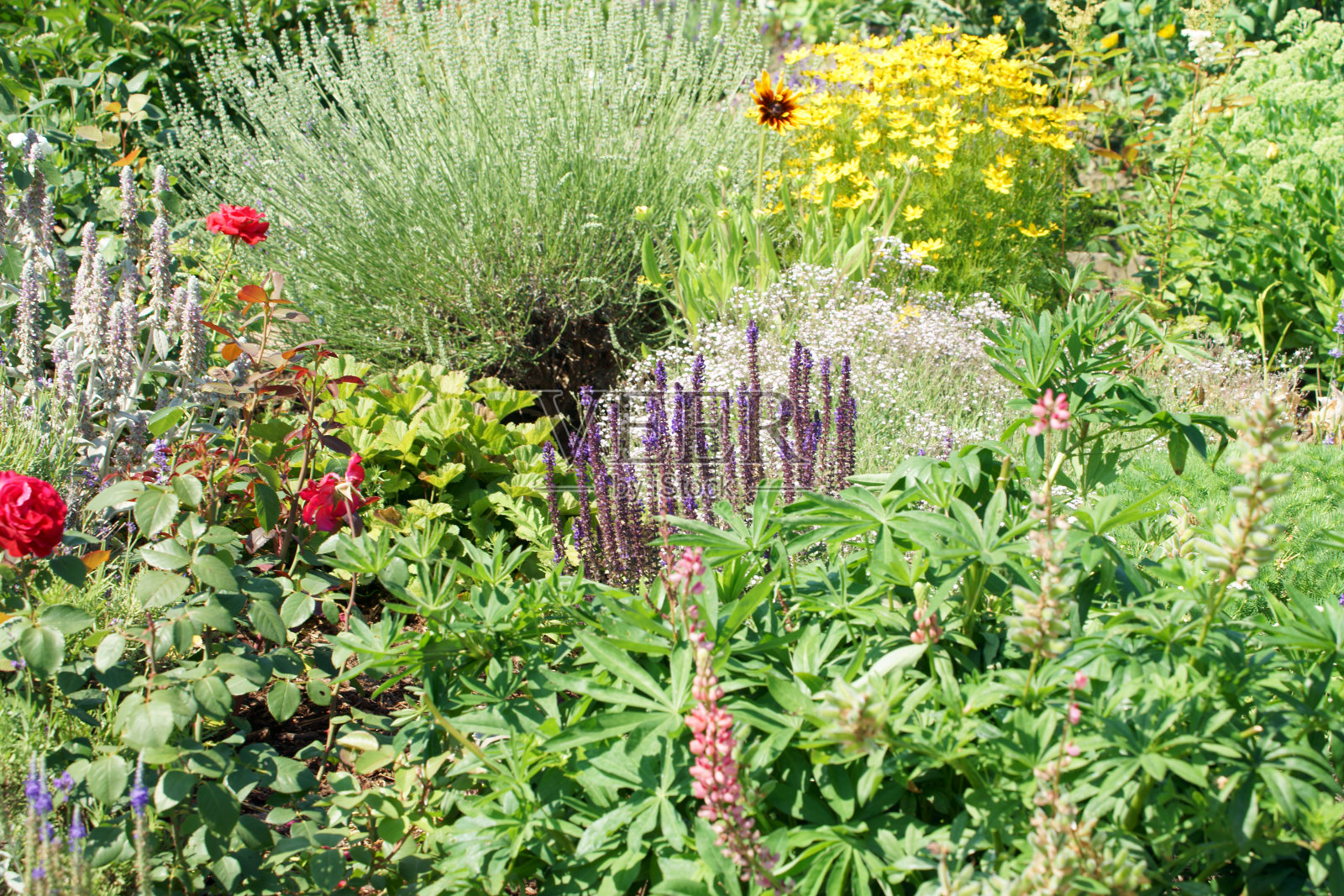 花照片摄影图片