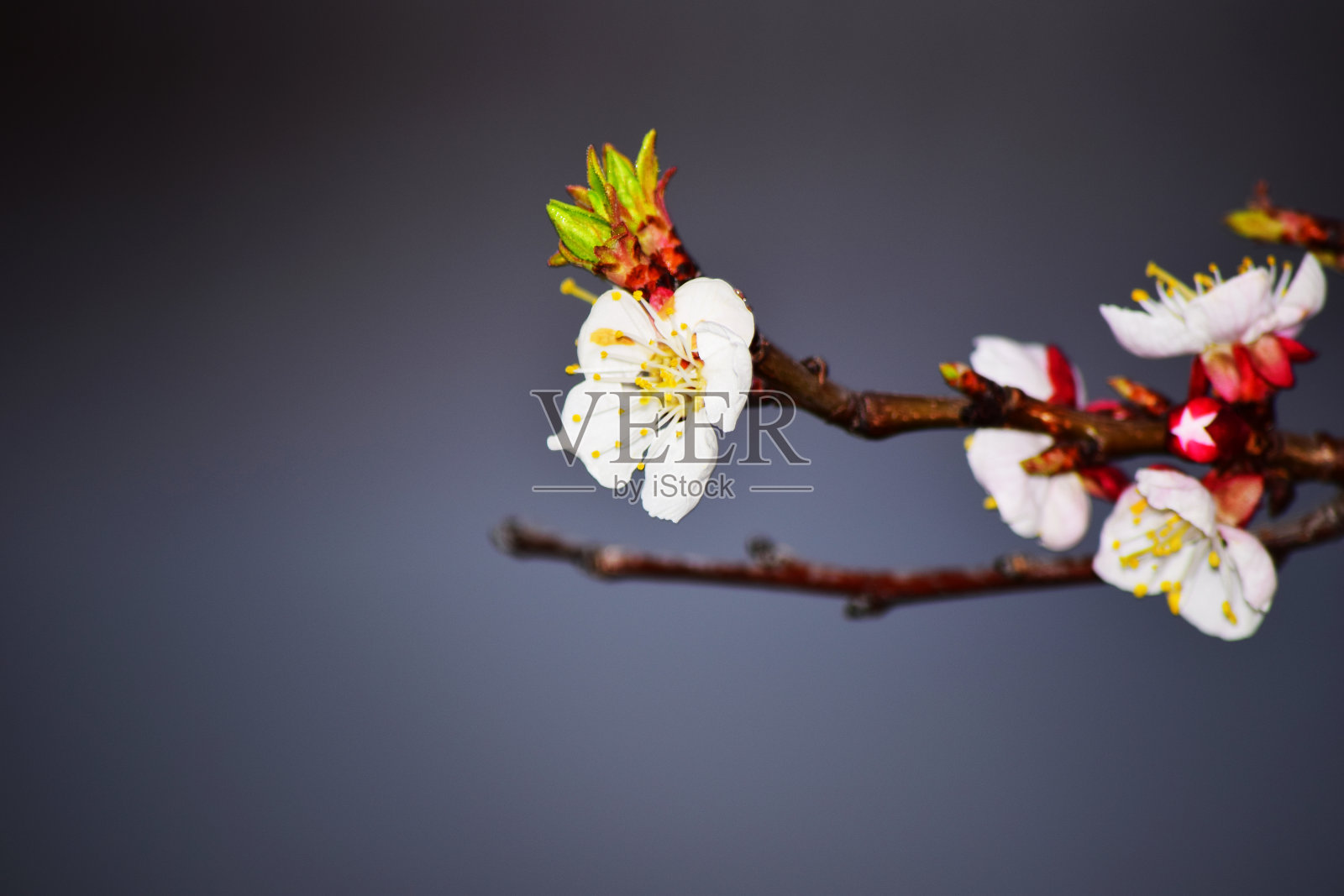 美丽的樱花照片摄影图片