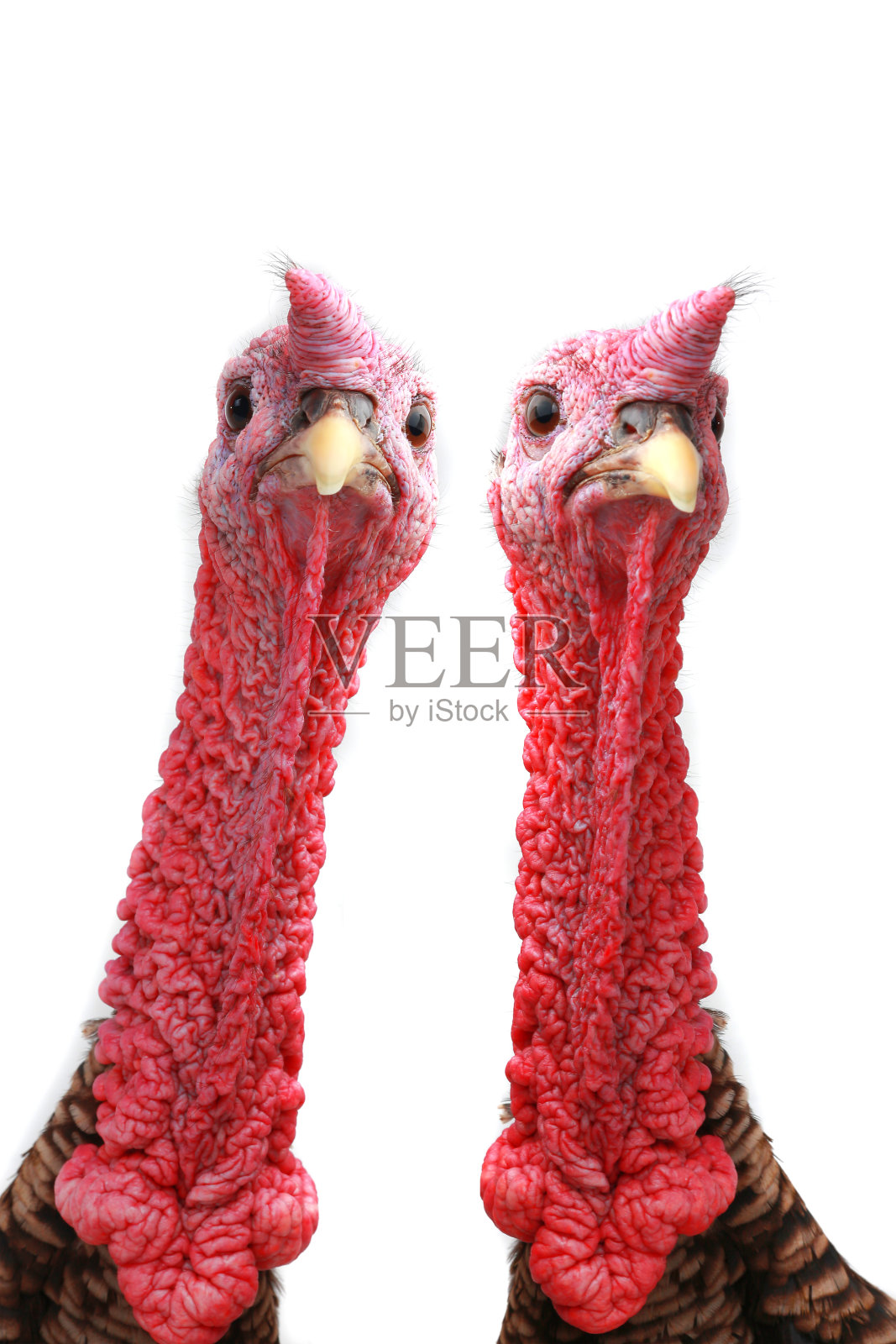 火鸡照片摄影图片