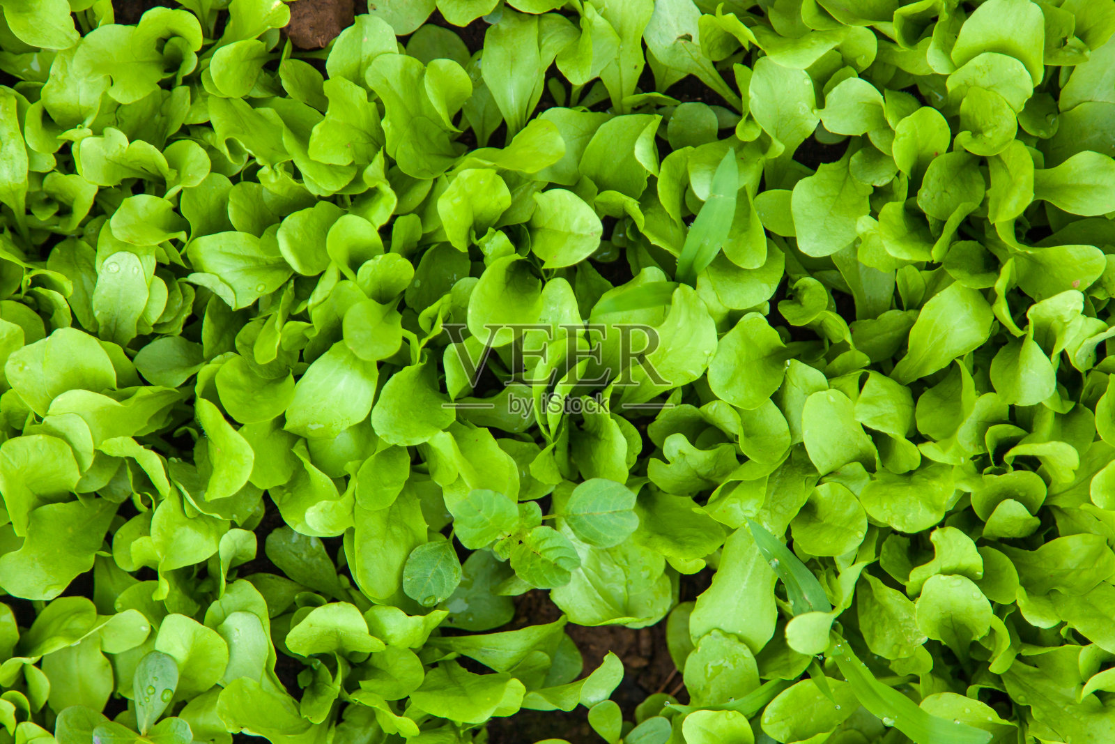 在可持续发展的花园中生长的莴苣幼苗照片摄影图片