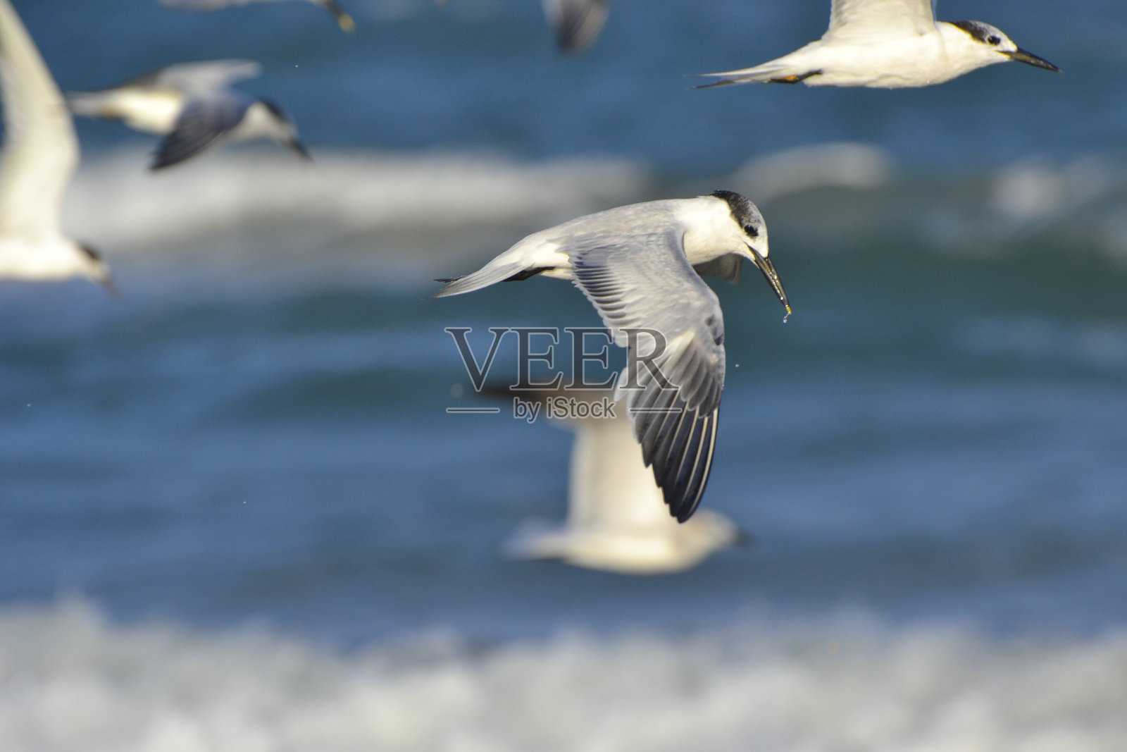 飞翔的海鸥照片摄影图片
