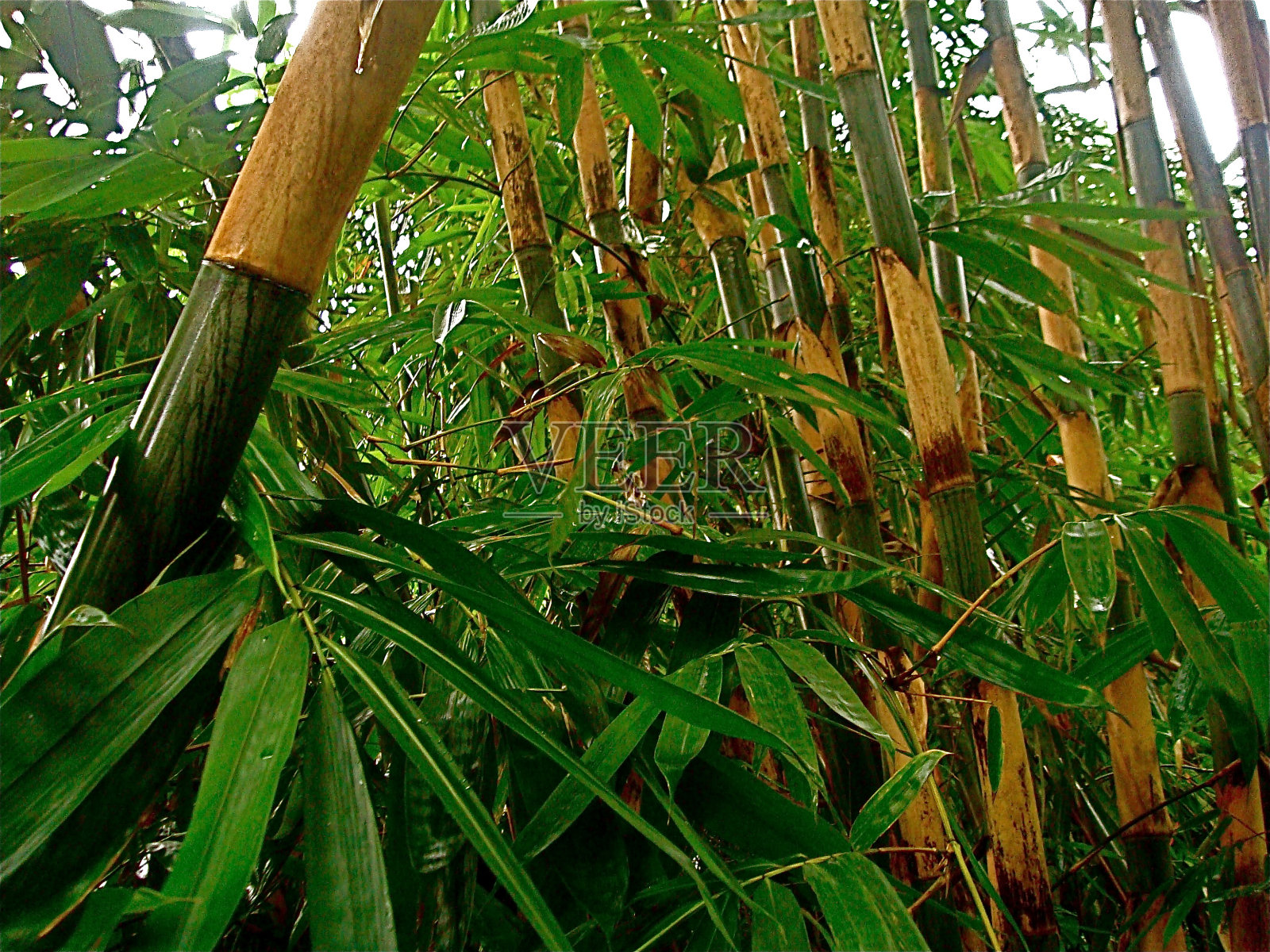 竹子照片摄影图片
