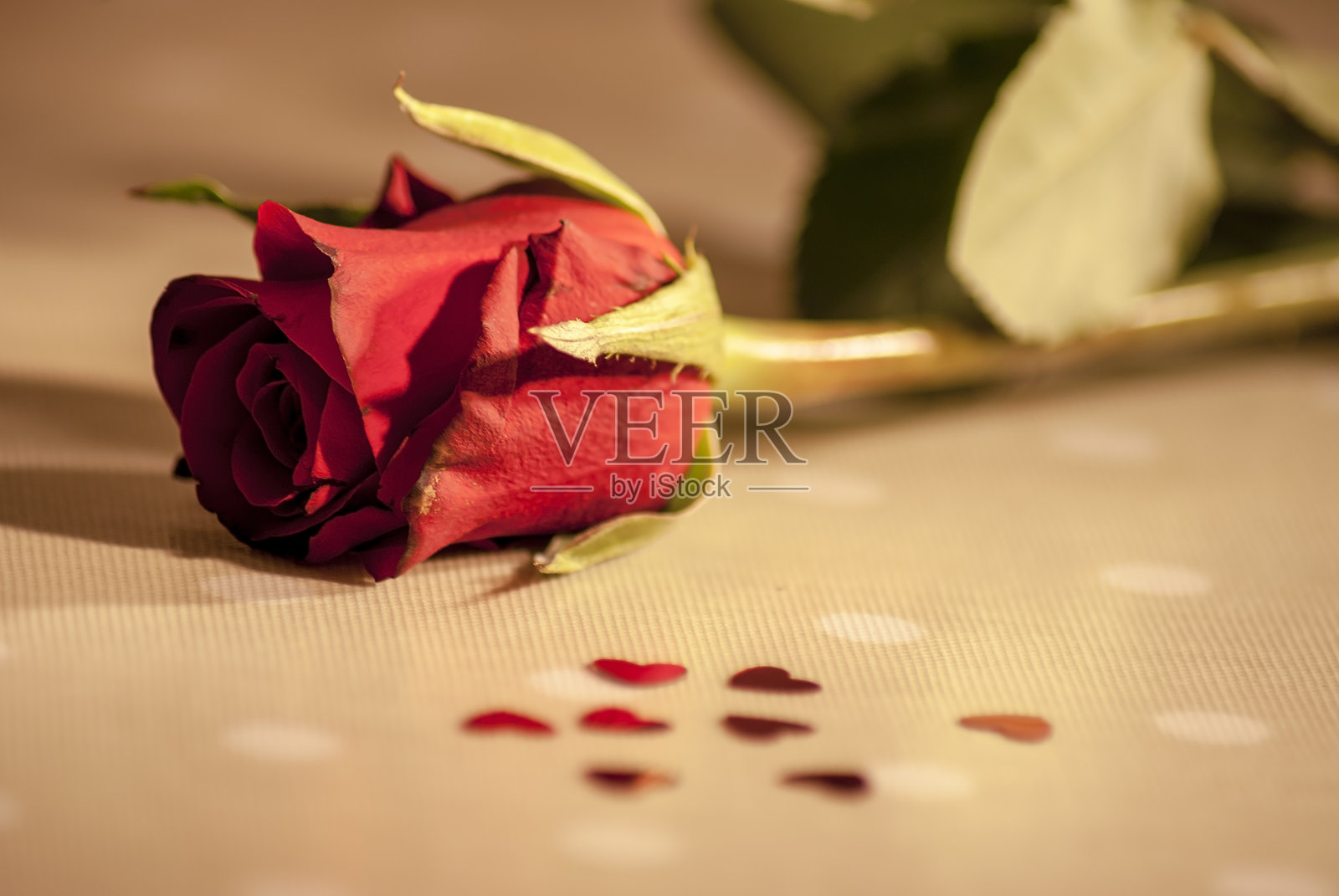 玫瑰照片摄影图片