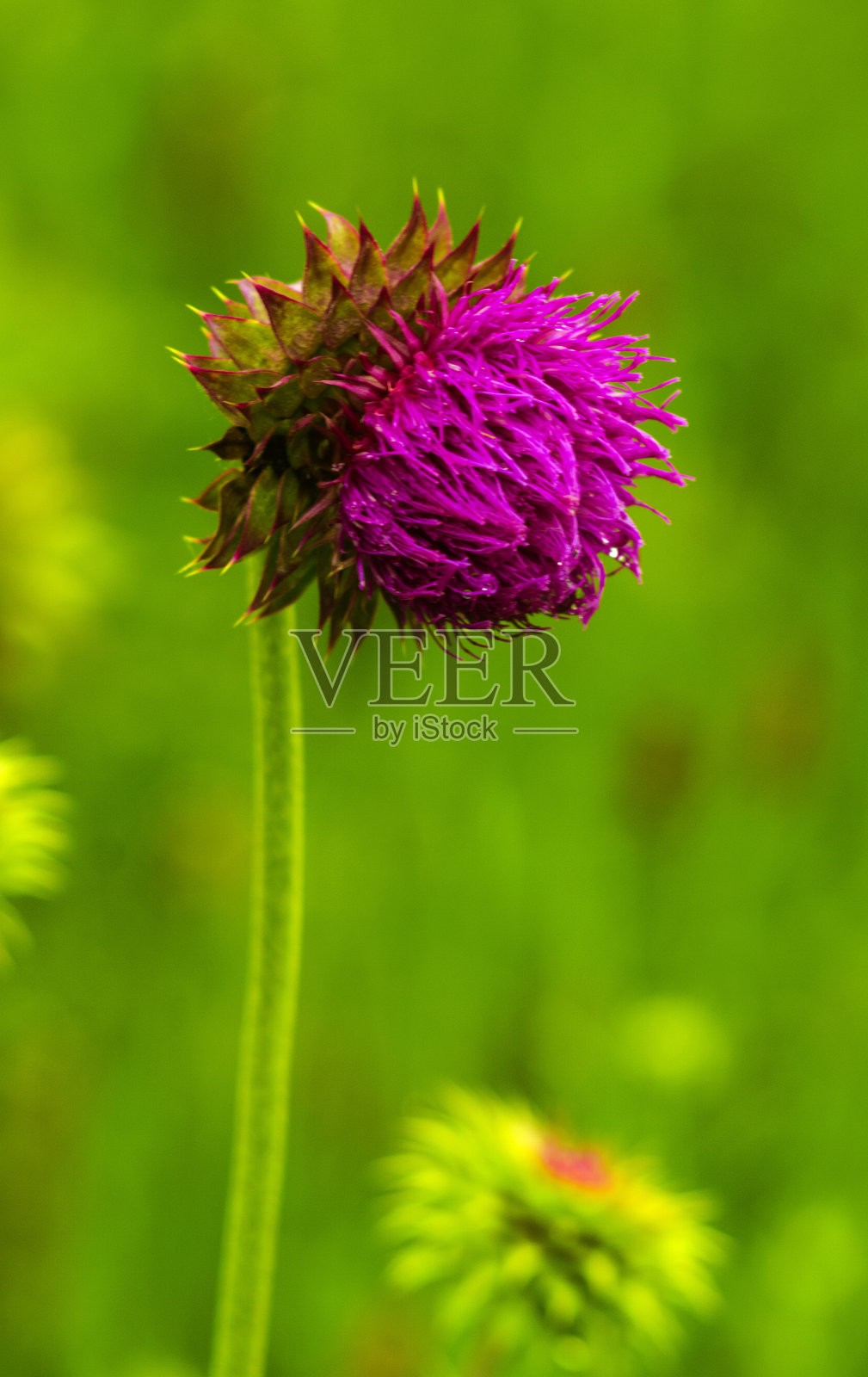 粉红色的乳蓟花在春天盛开照片摄影图片