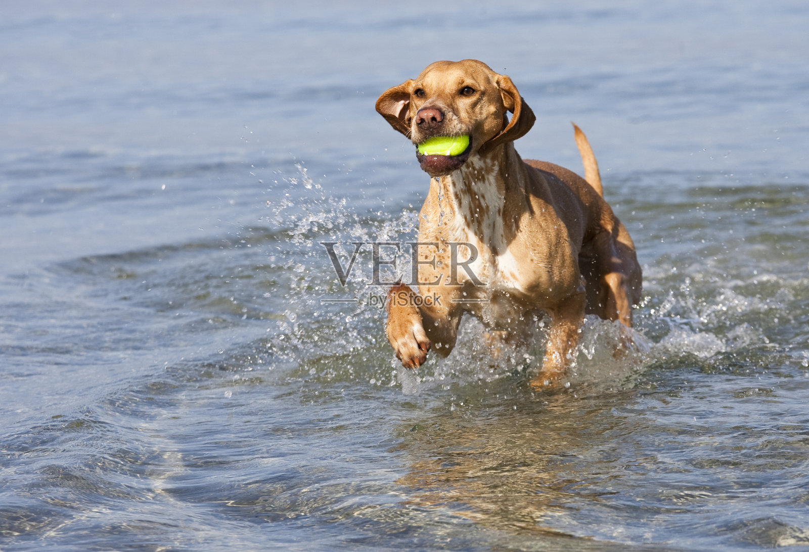 海滩上的狗照片摄影图片