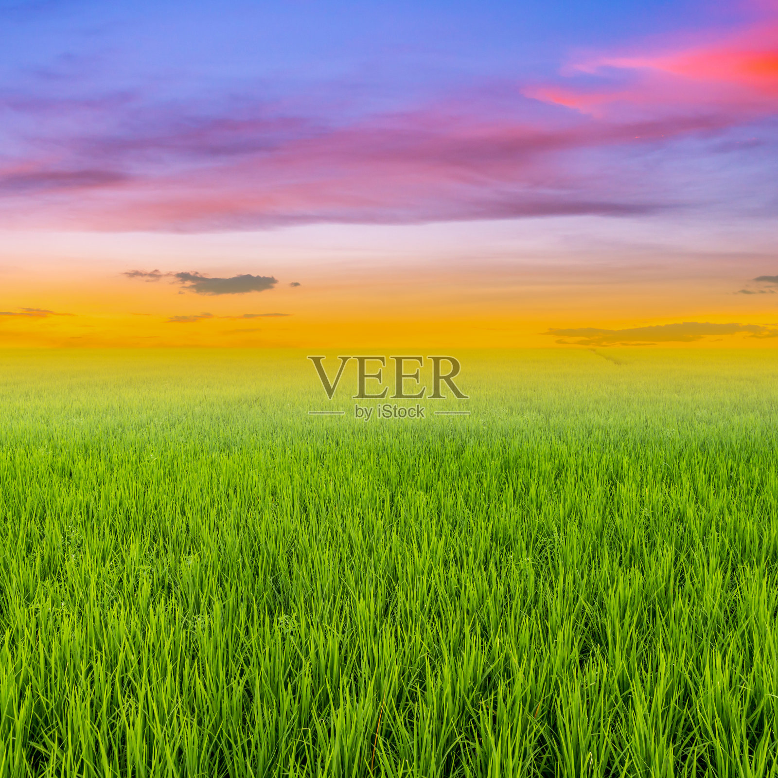 稻田和云与太空日落照片摄影图片