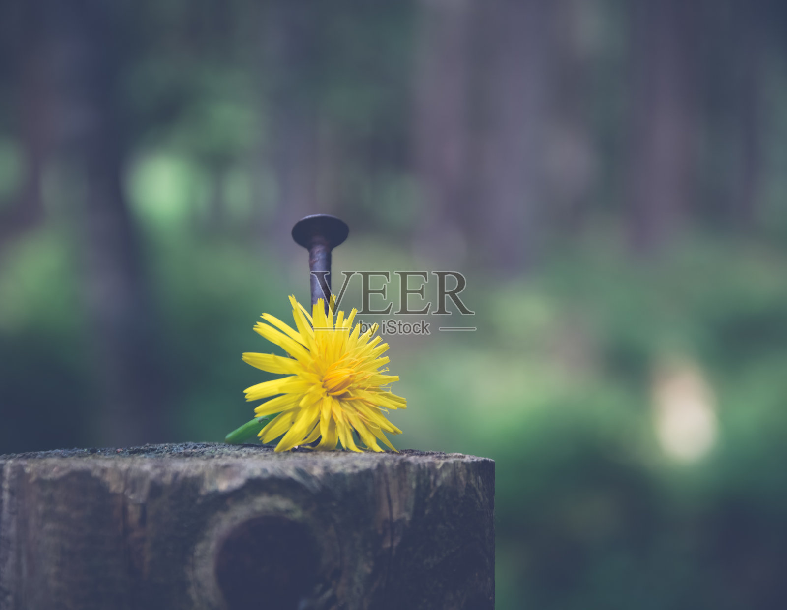 带钉子的蒲公英花照片摄影图片