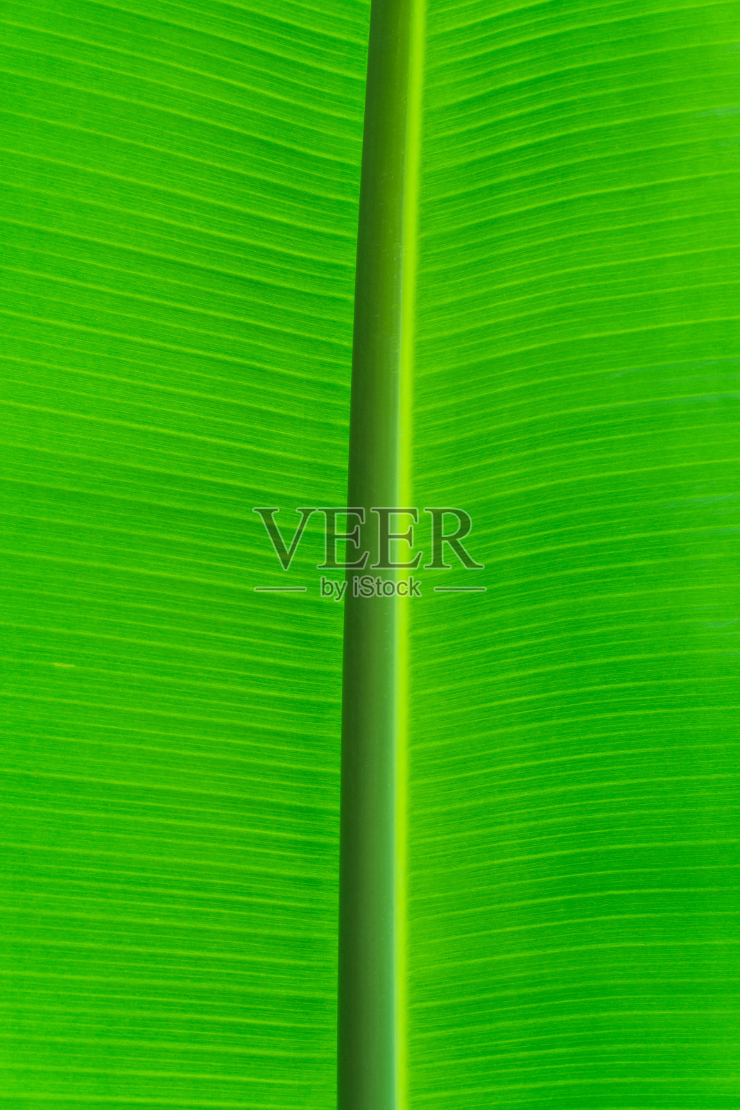 芭蕉叶背光的阳光照片摄影图片