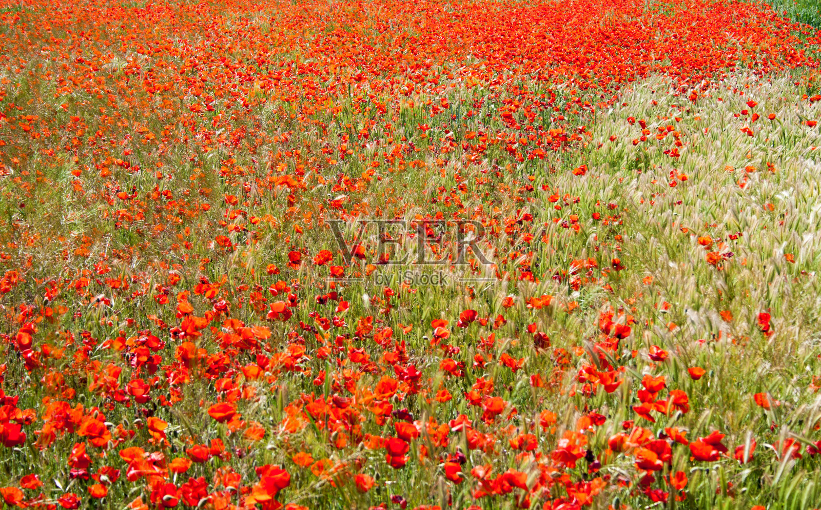 罂粟花田照片摄影图片